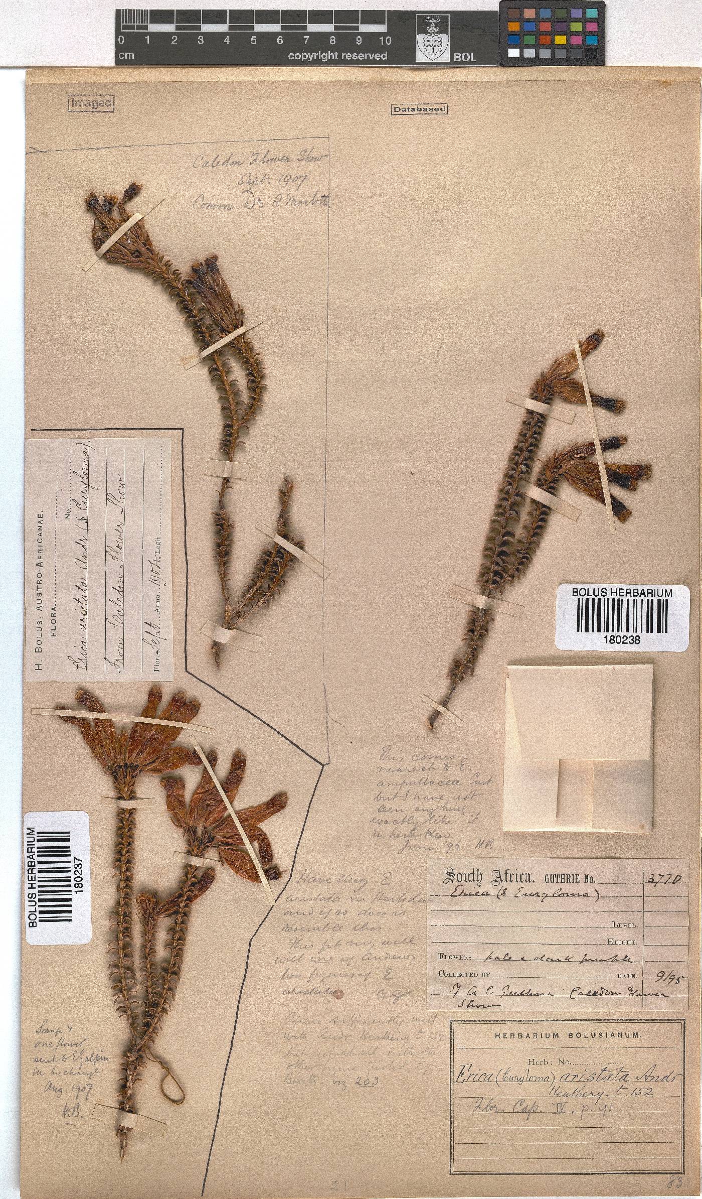 Erica aristata image