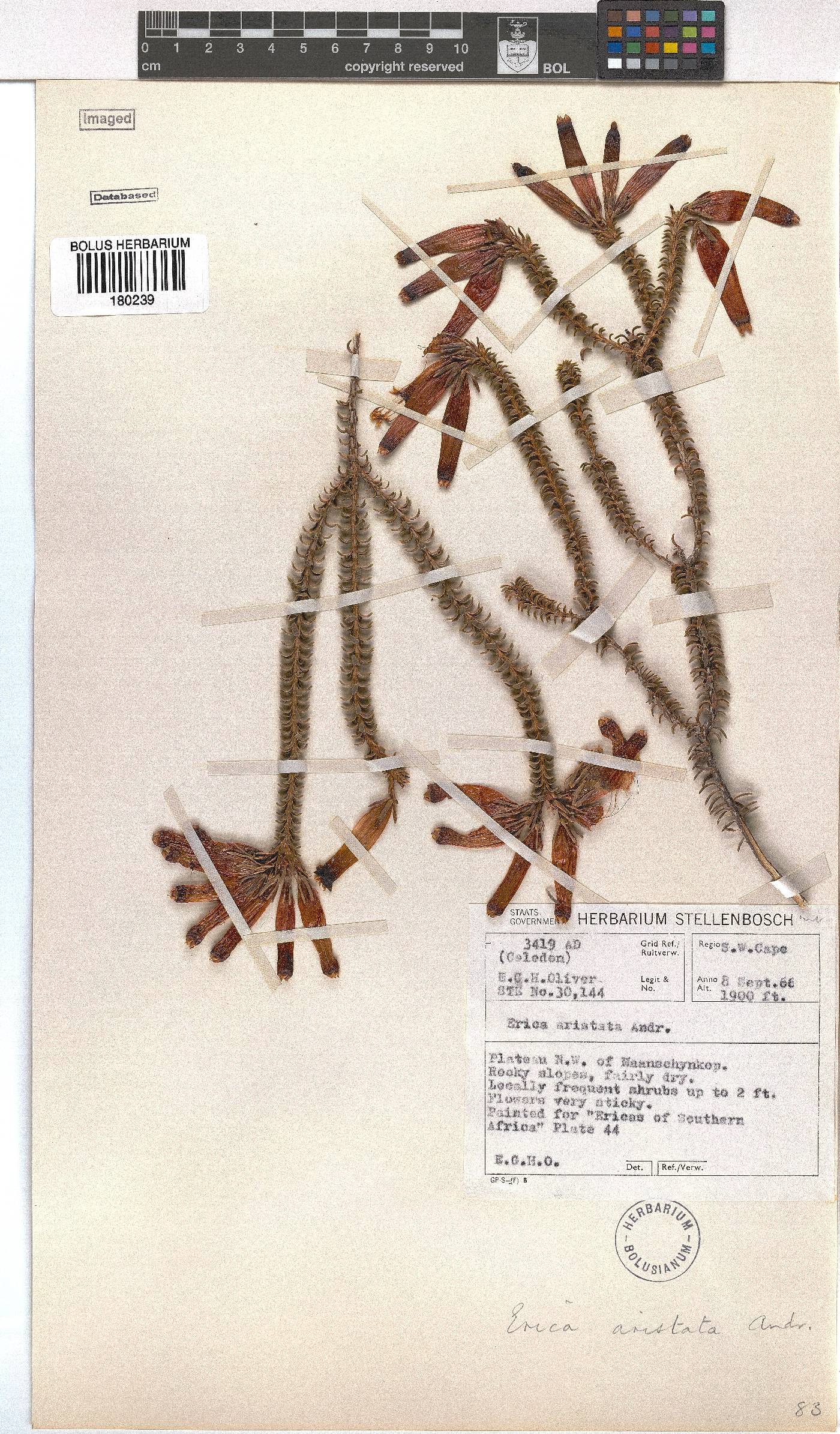 Erica aristata image