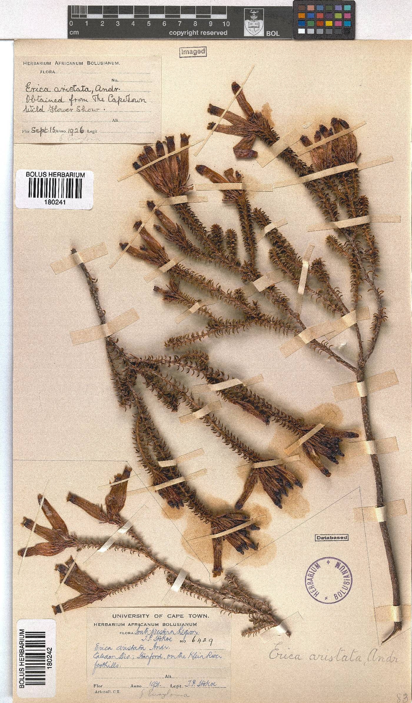 Erica aristata image