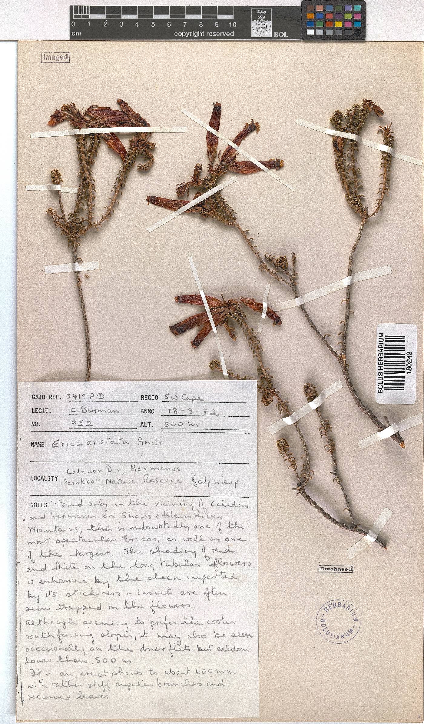Erica aristata image