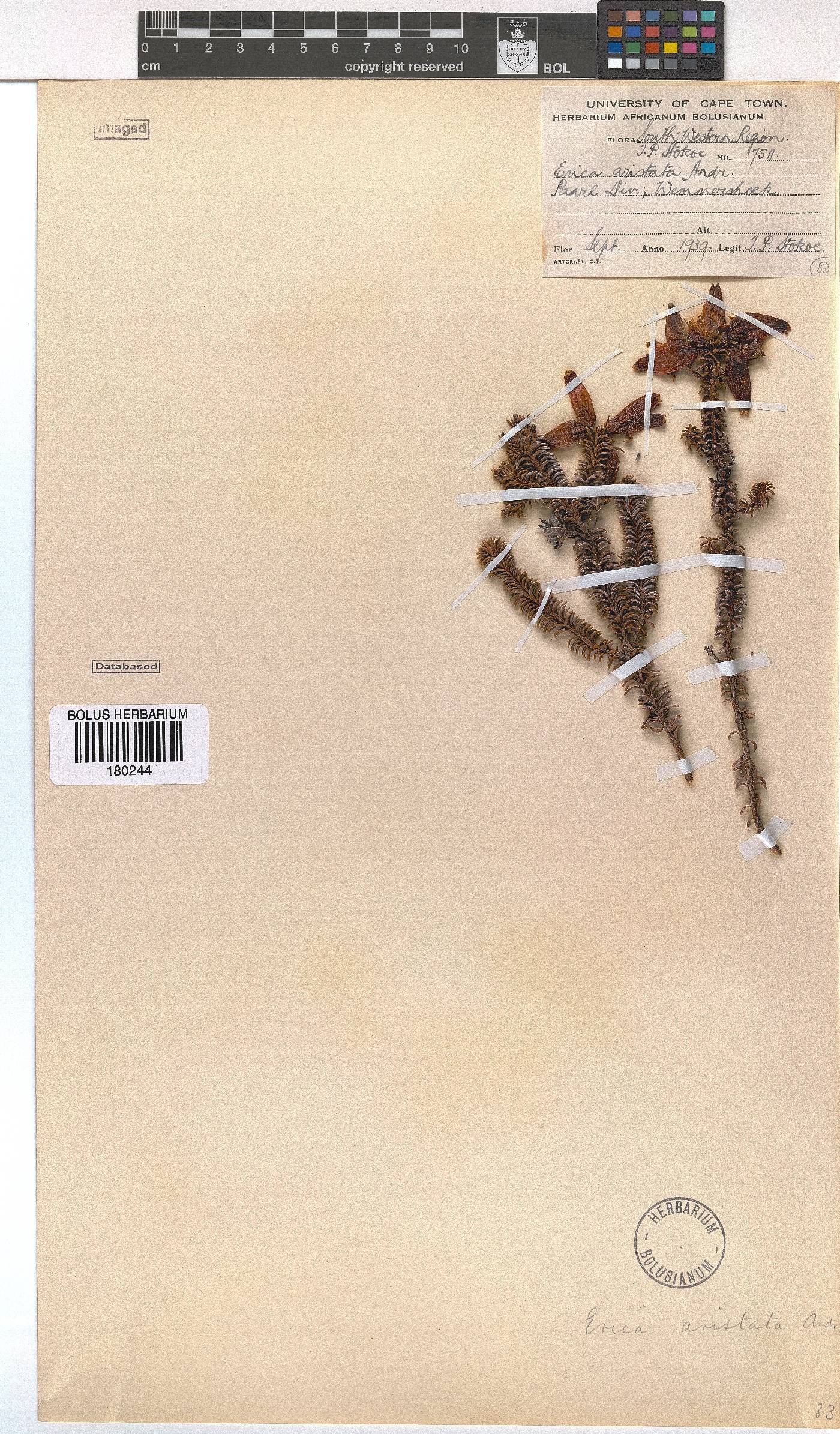 Erica aristata image