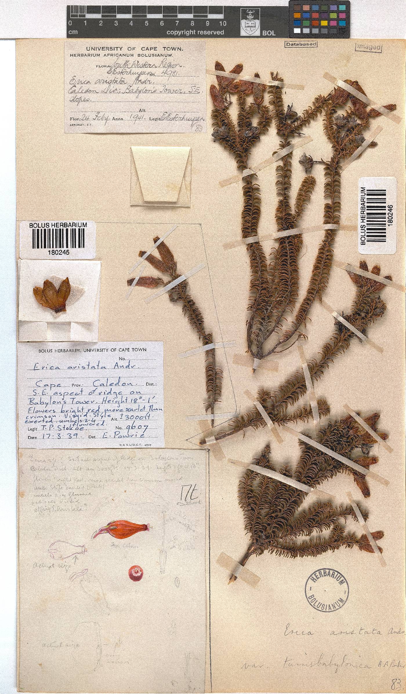 Erica aristata var. turrisbabylonica image