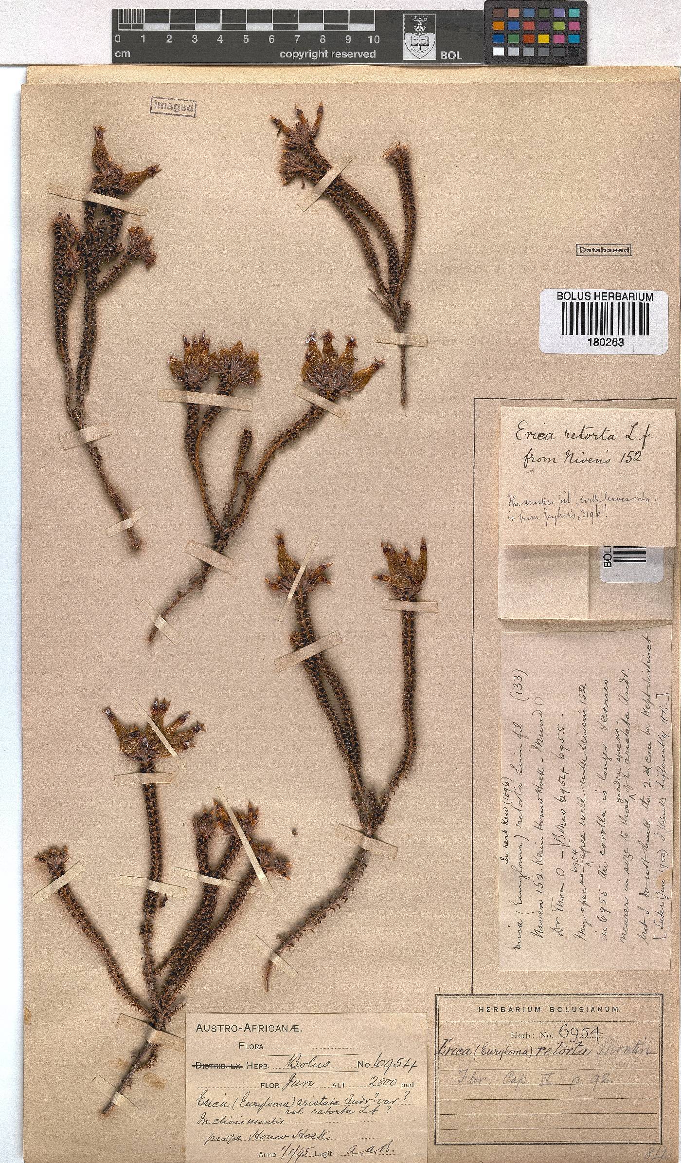 Erica retorta image