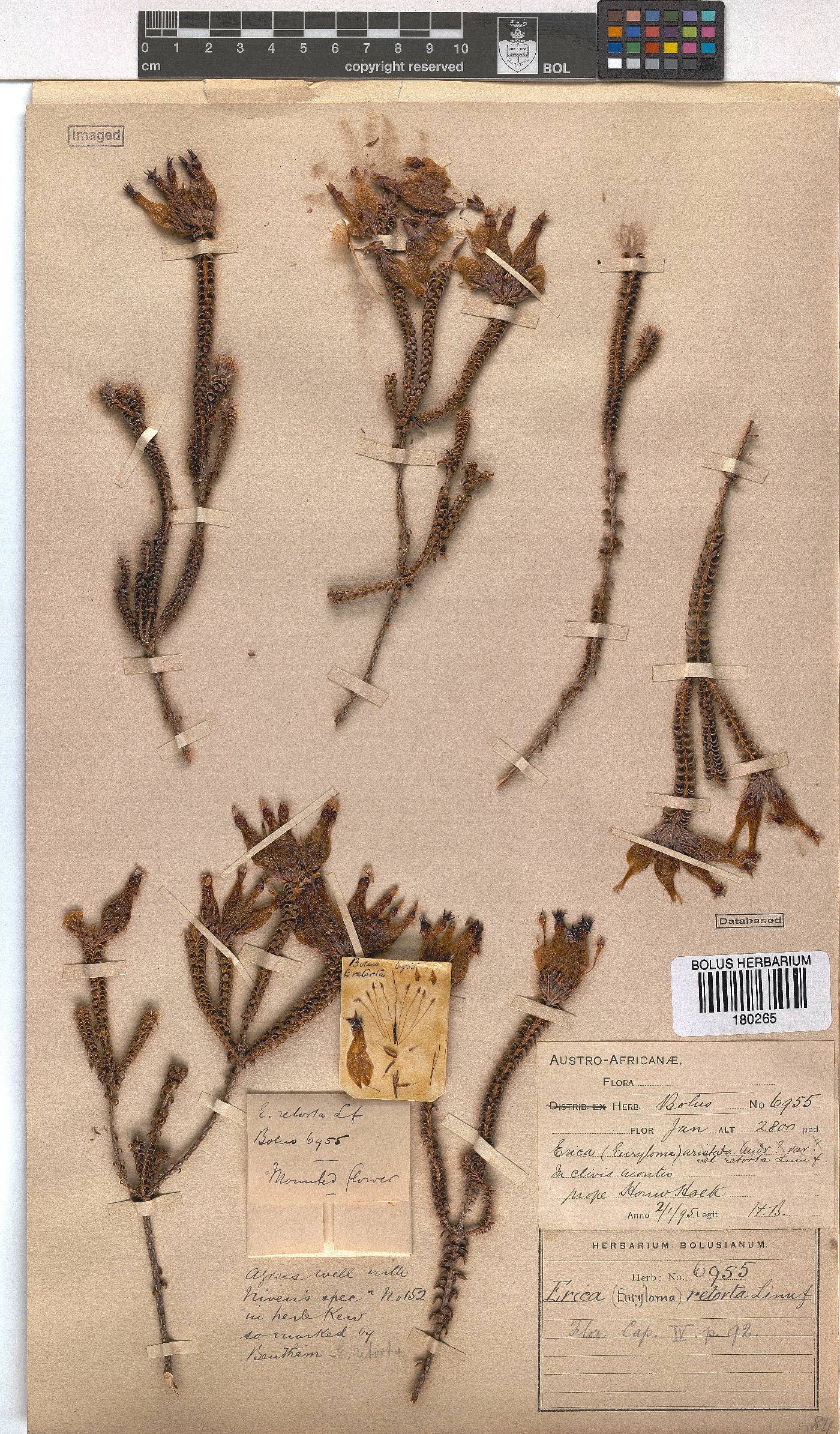 Erica retorta image