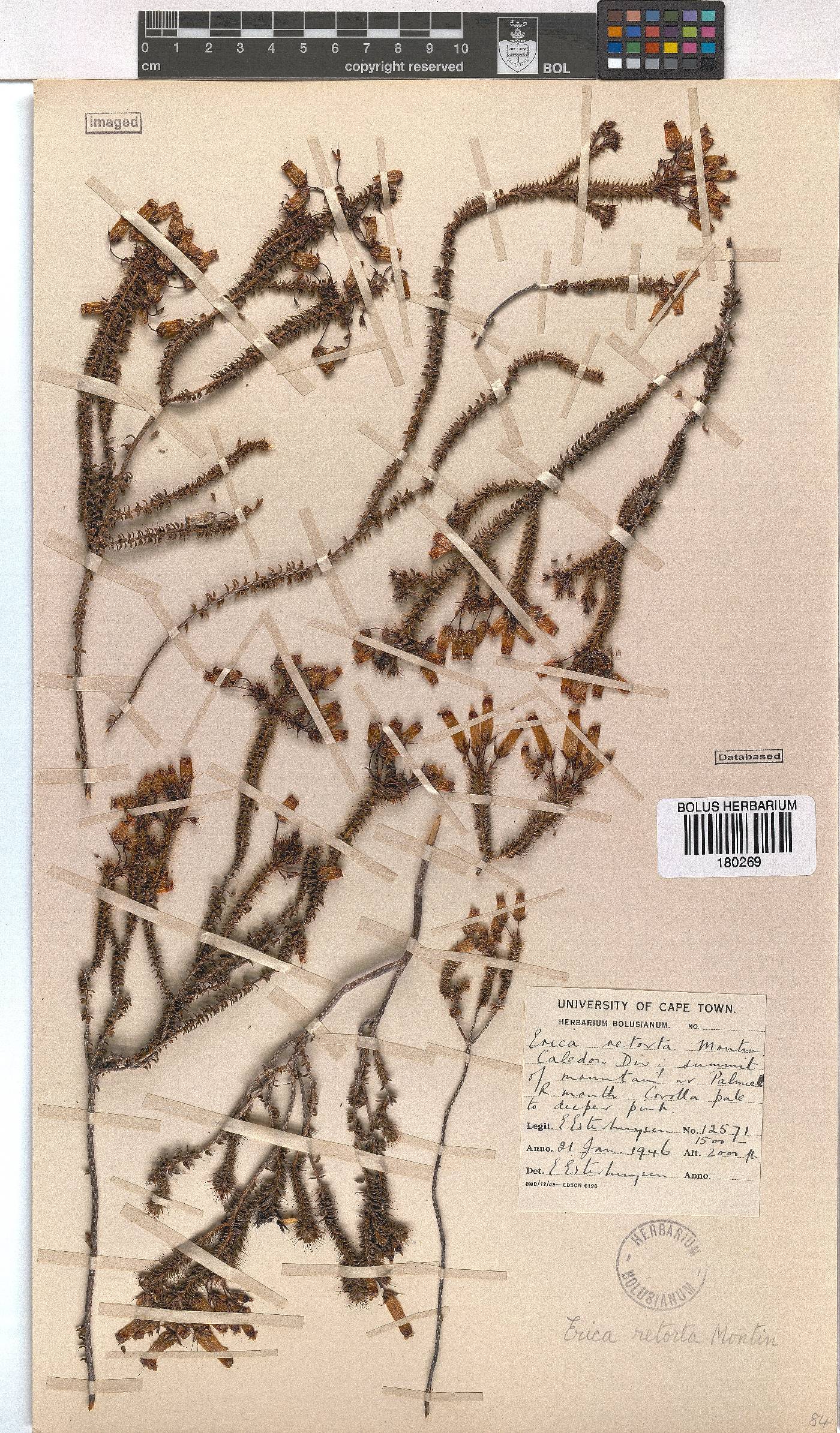 Erica retorta image