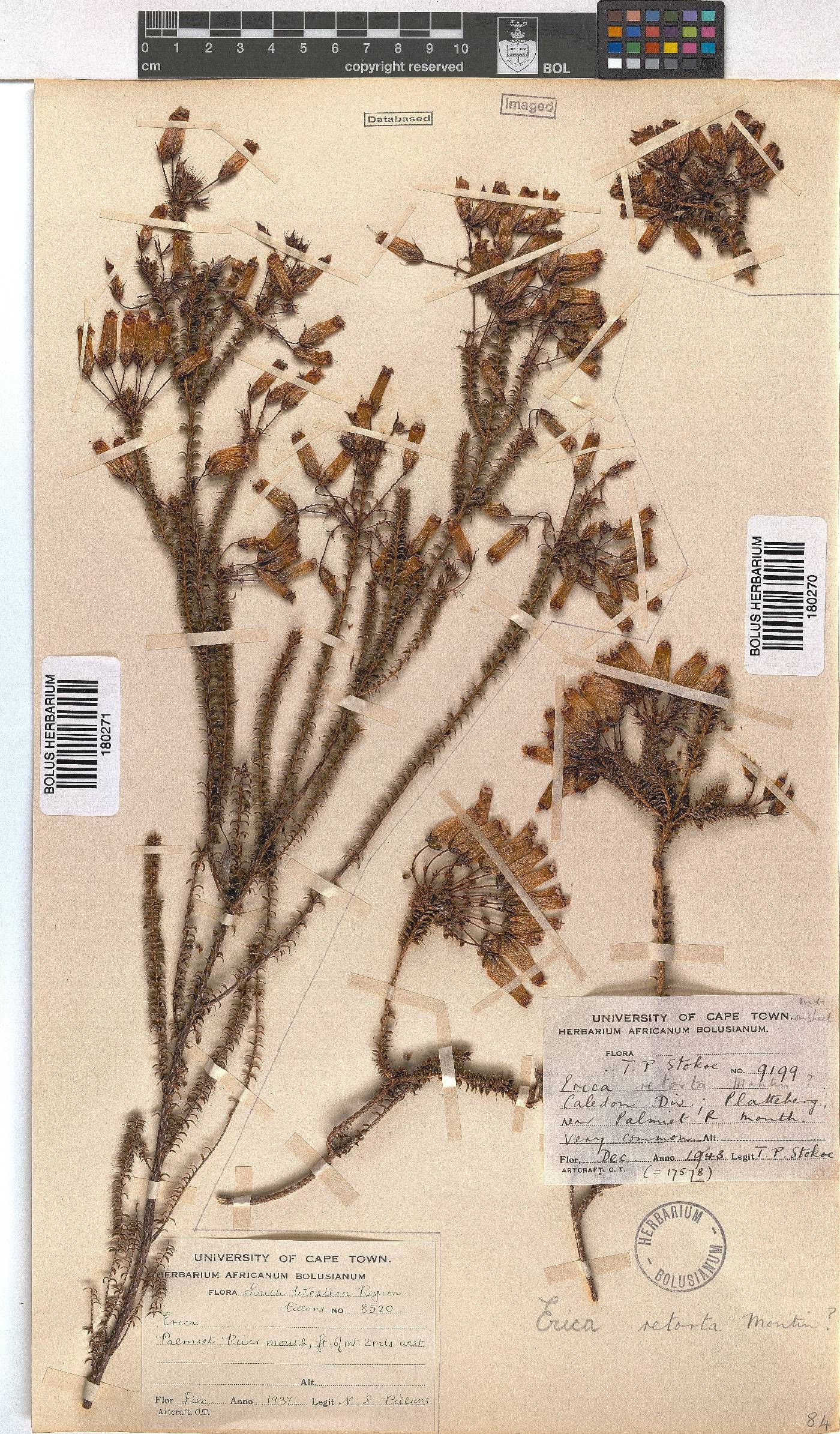 Erica retorta image