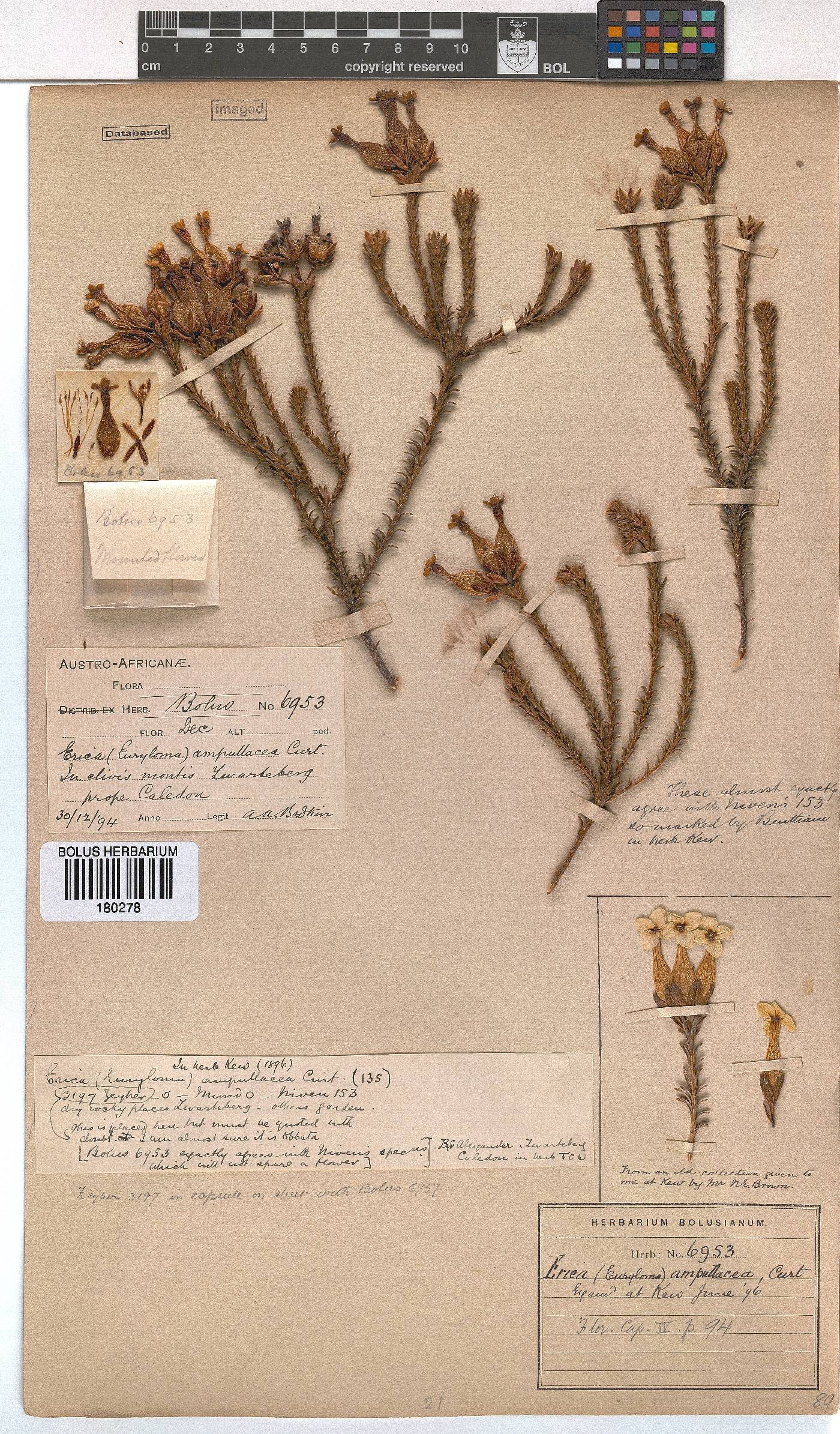 Erica ampullacea image