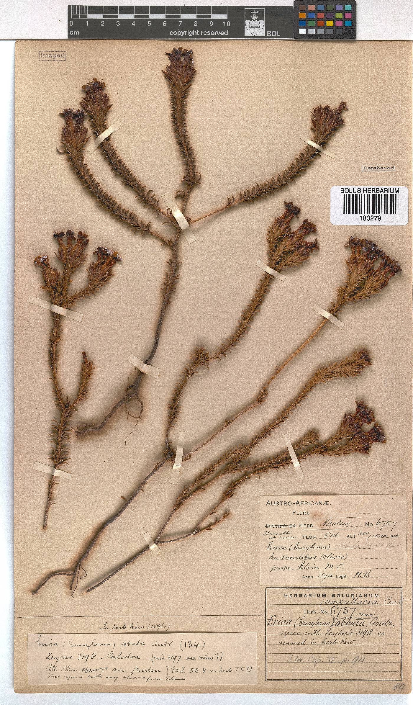 Erica ampullacea image