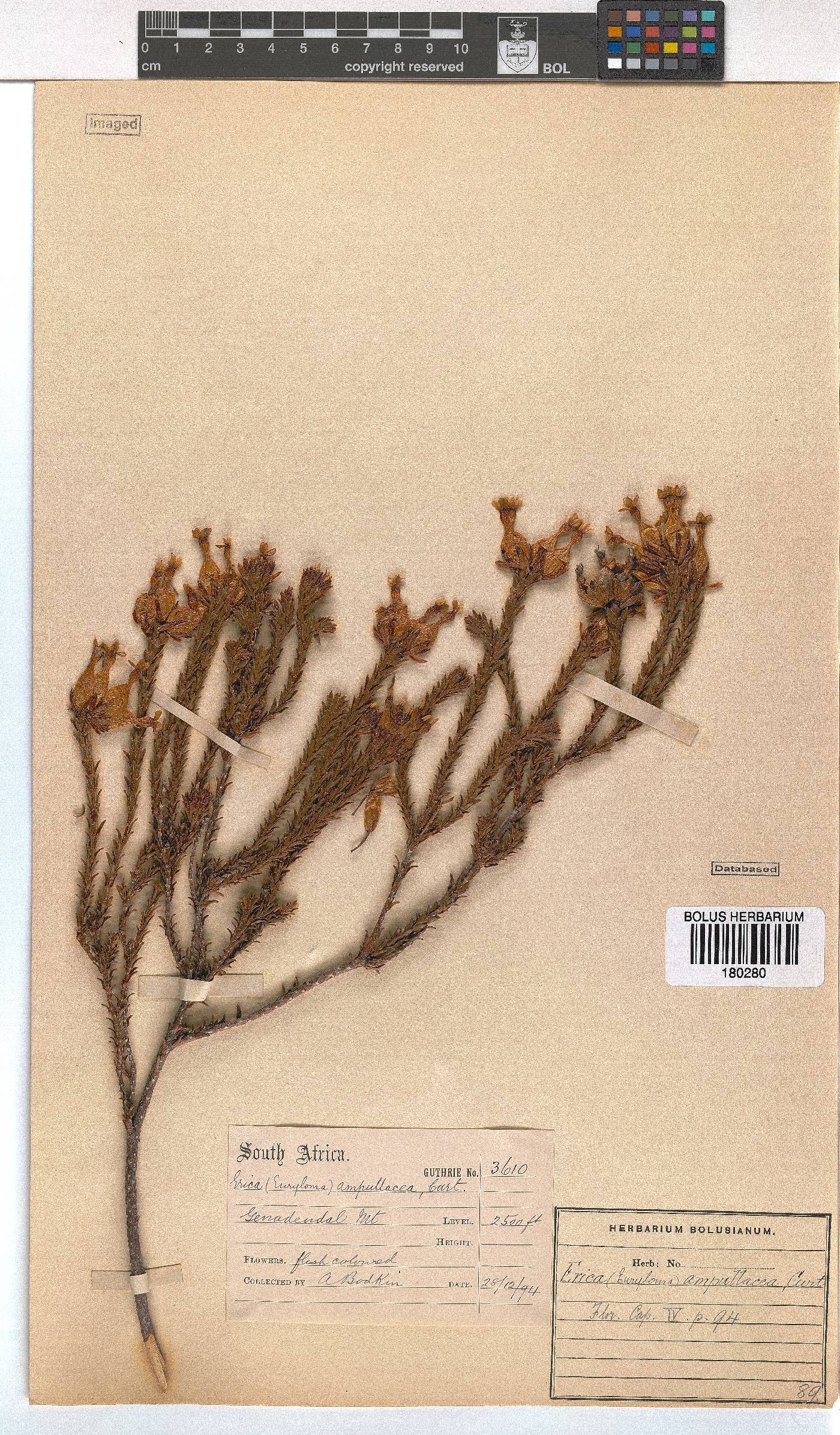 Erica ampullacea var. obbata image