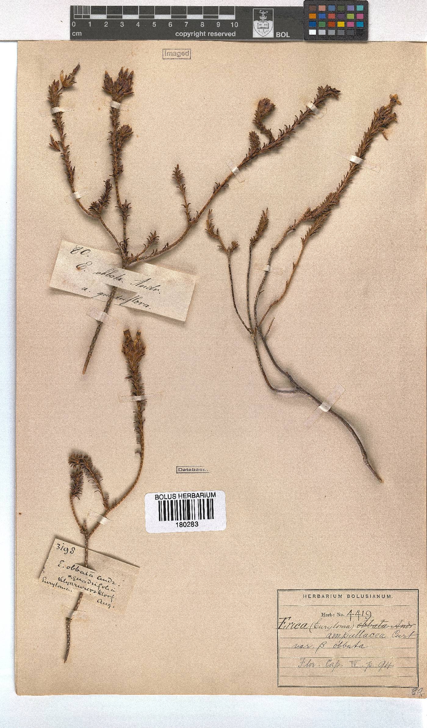 Erica ampullacea var. obbata image