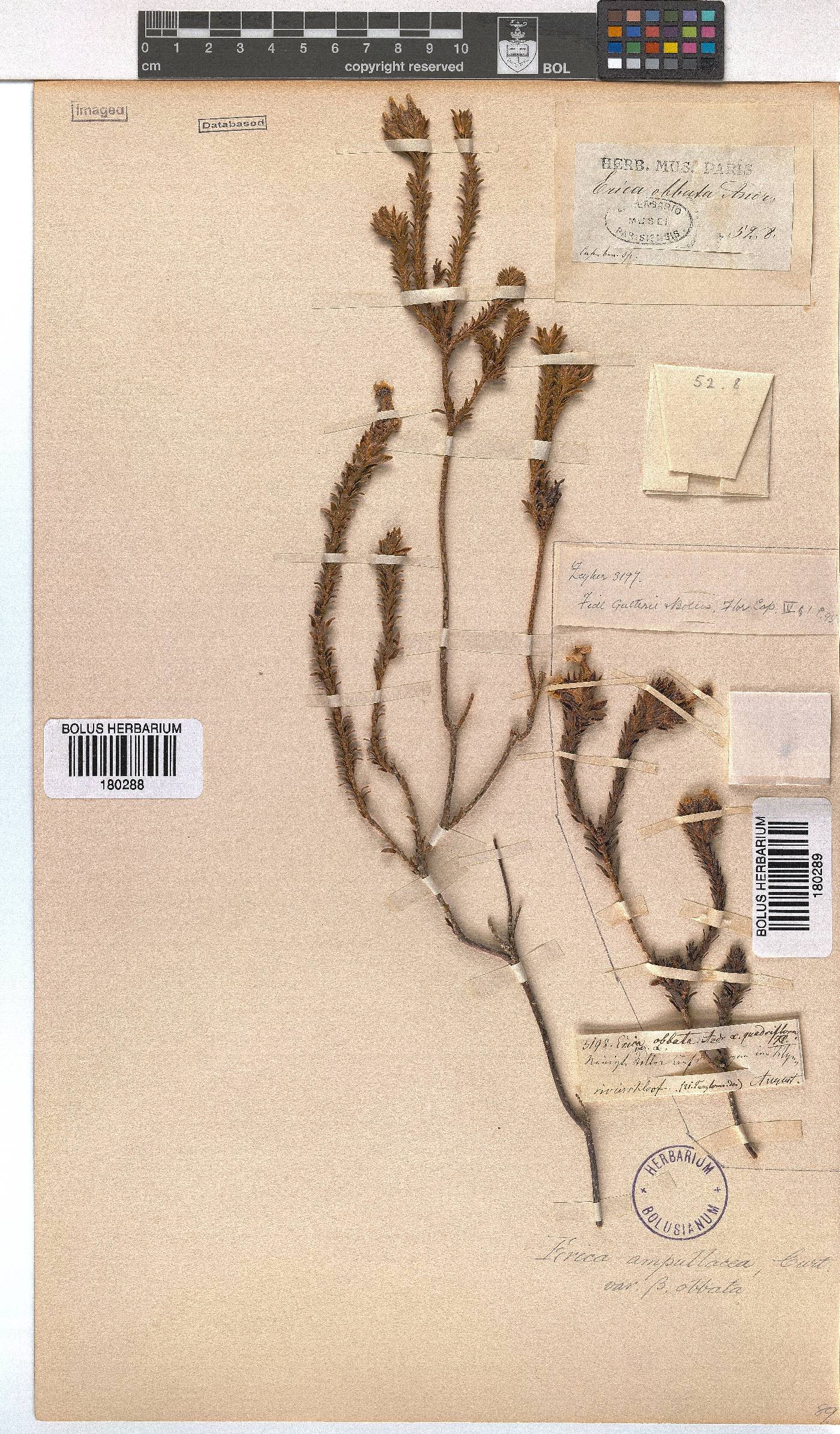 Erica ampullacea image