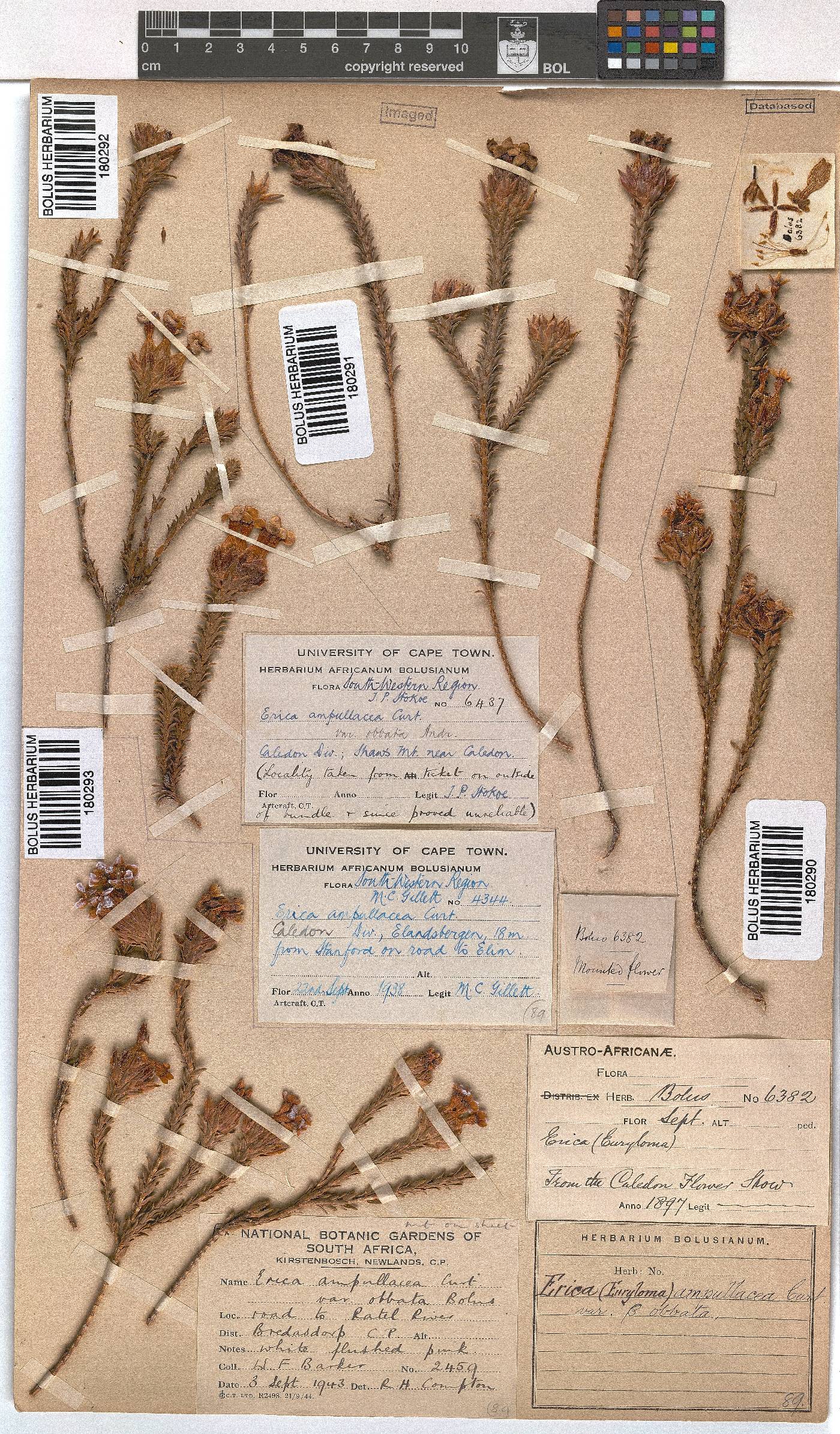 Erica ampullacea var. obbata image