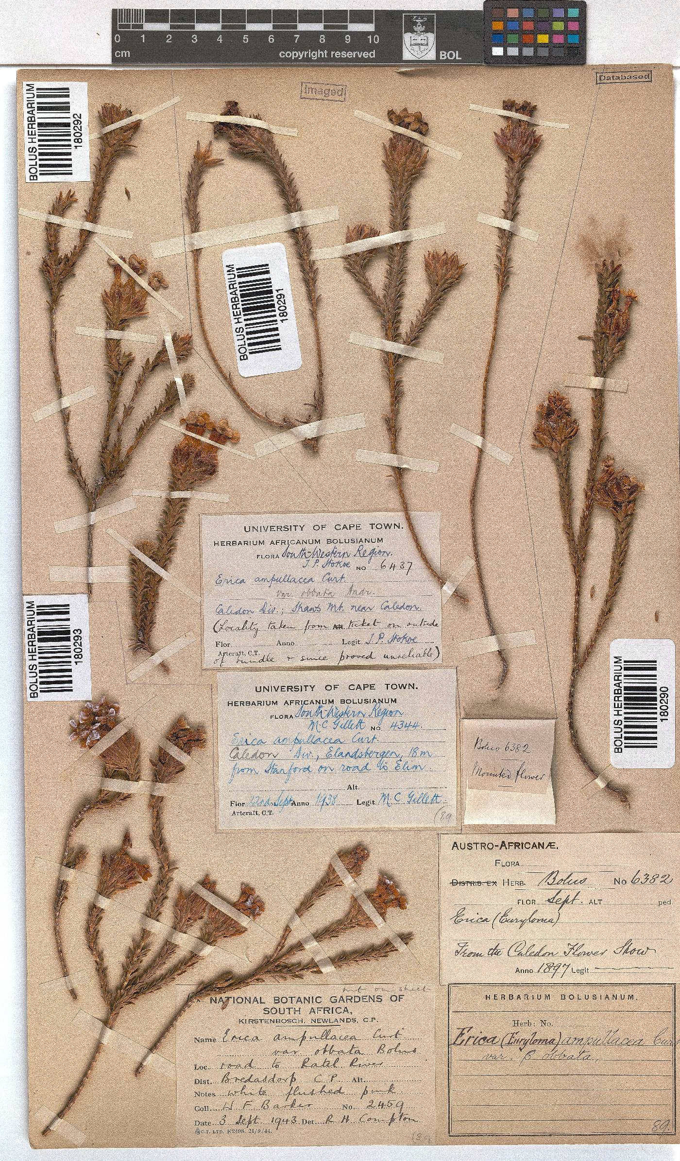 Erica ampullacea image