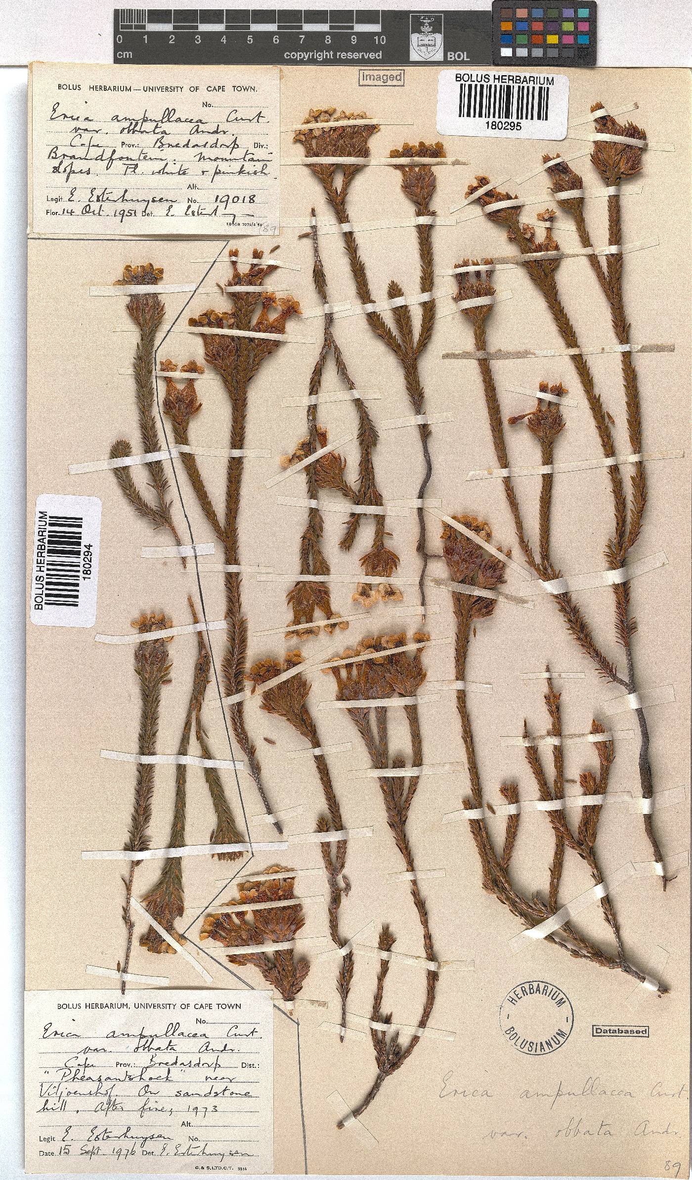 Erica ampullacea image