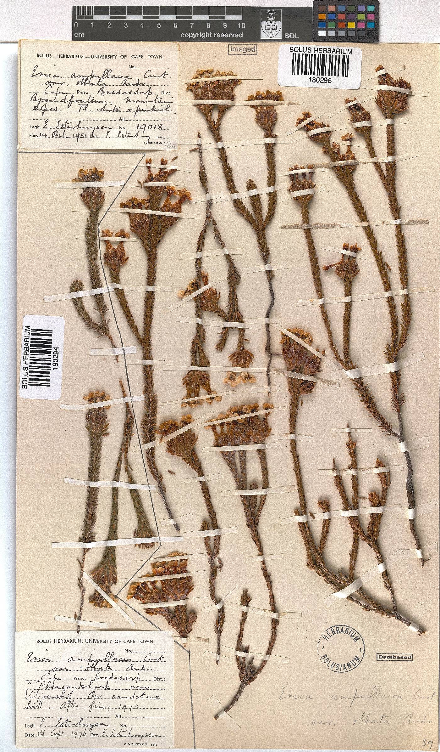 Erica ampullacea image