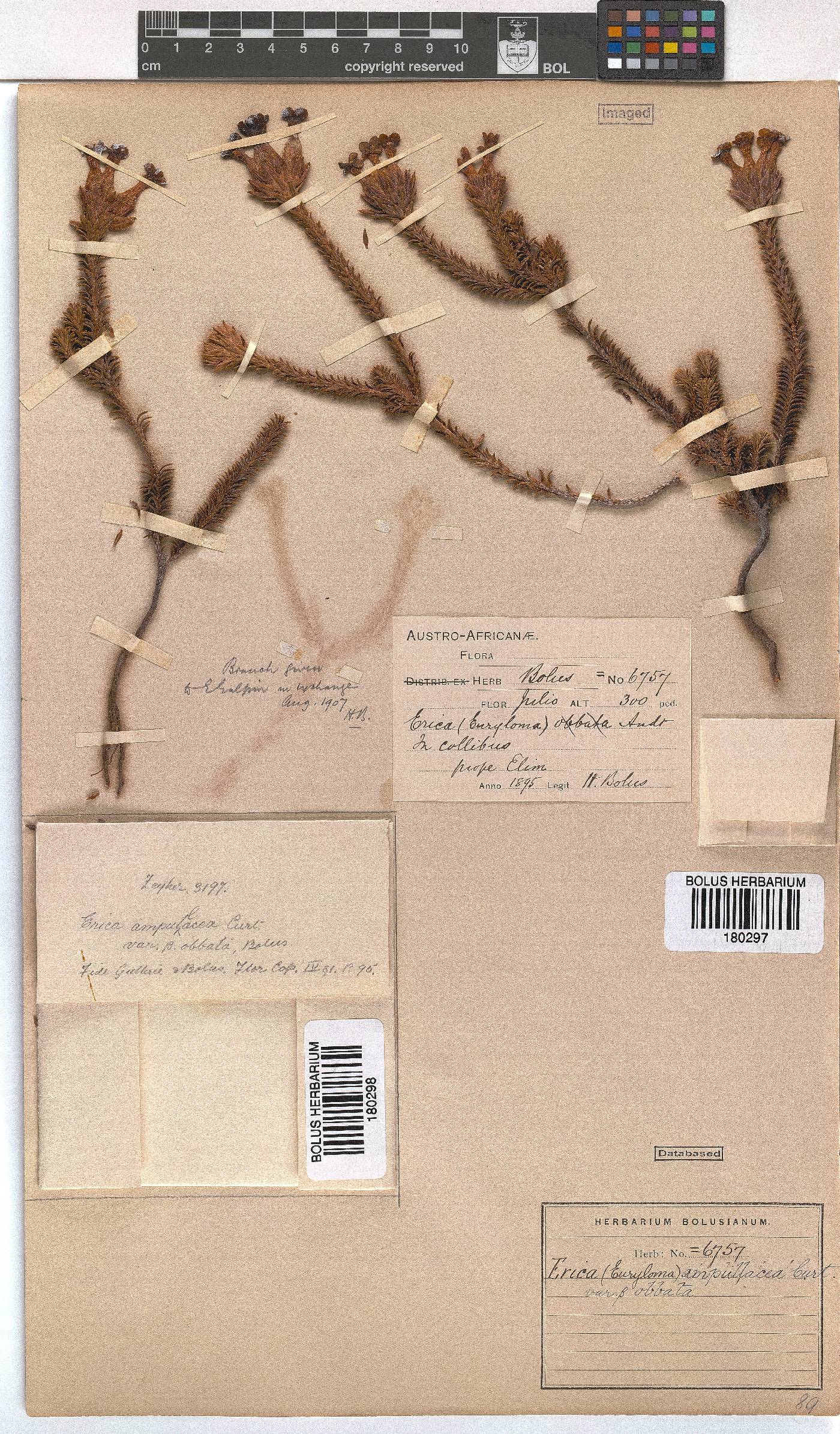 Erica ampullacea var. obbata image