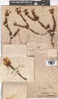 Erica ampullacea var. obbata image