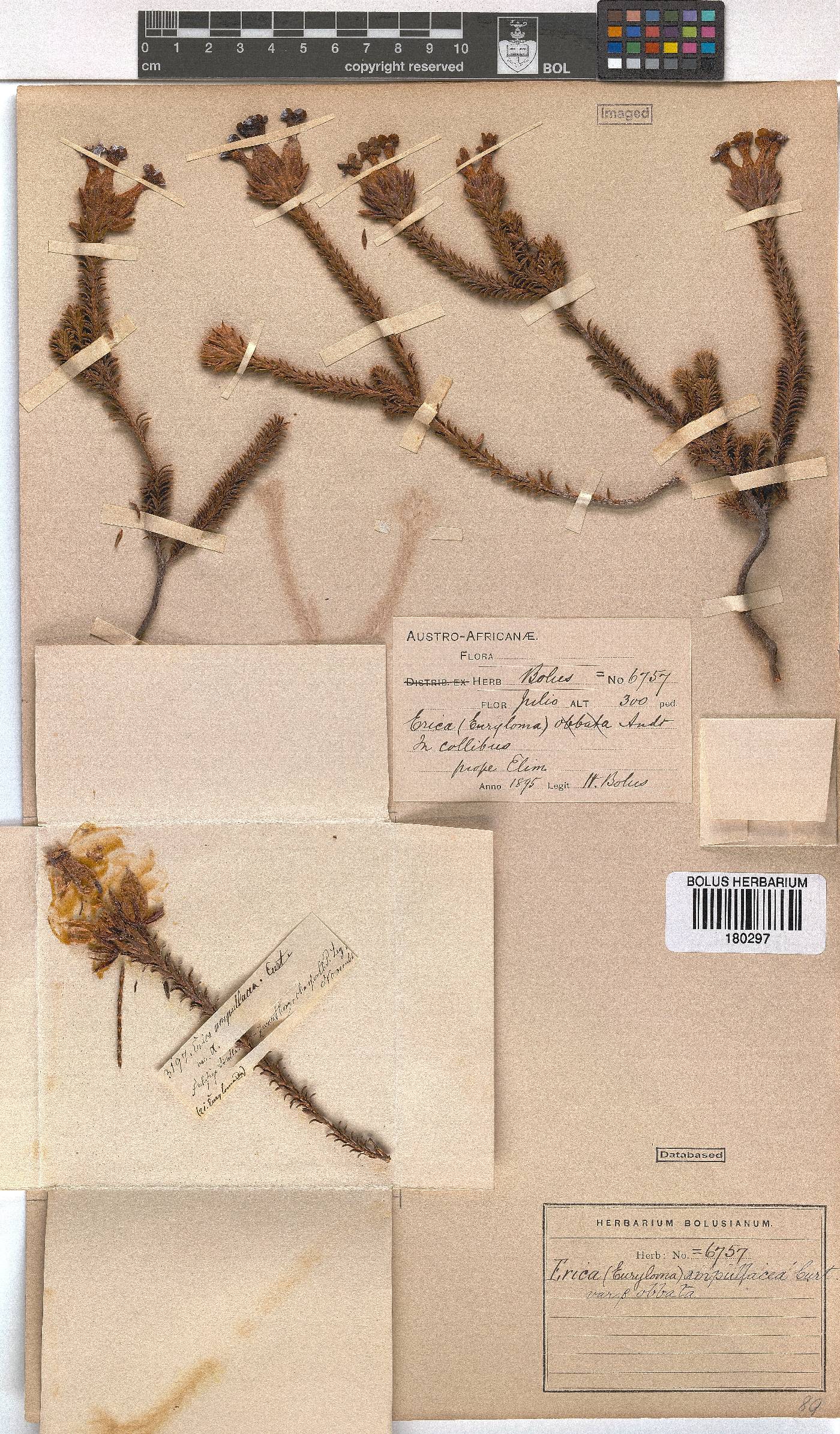 Erica ampullacea image