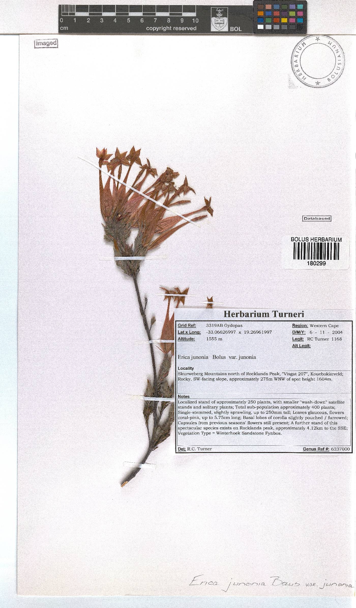 Erica junonia var. junonia image