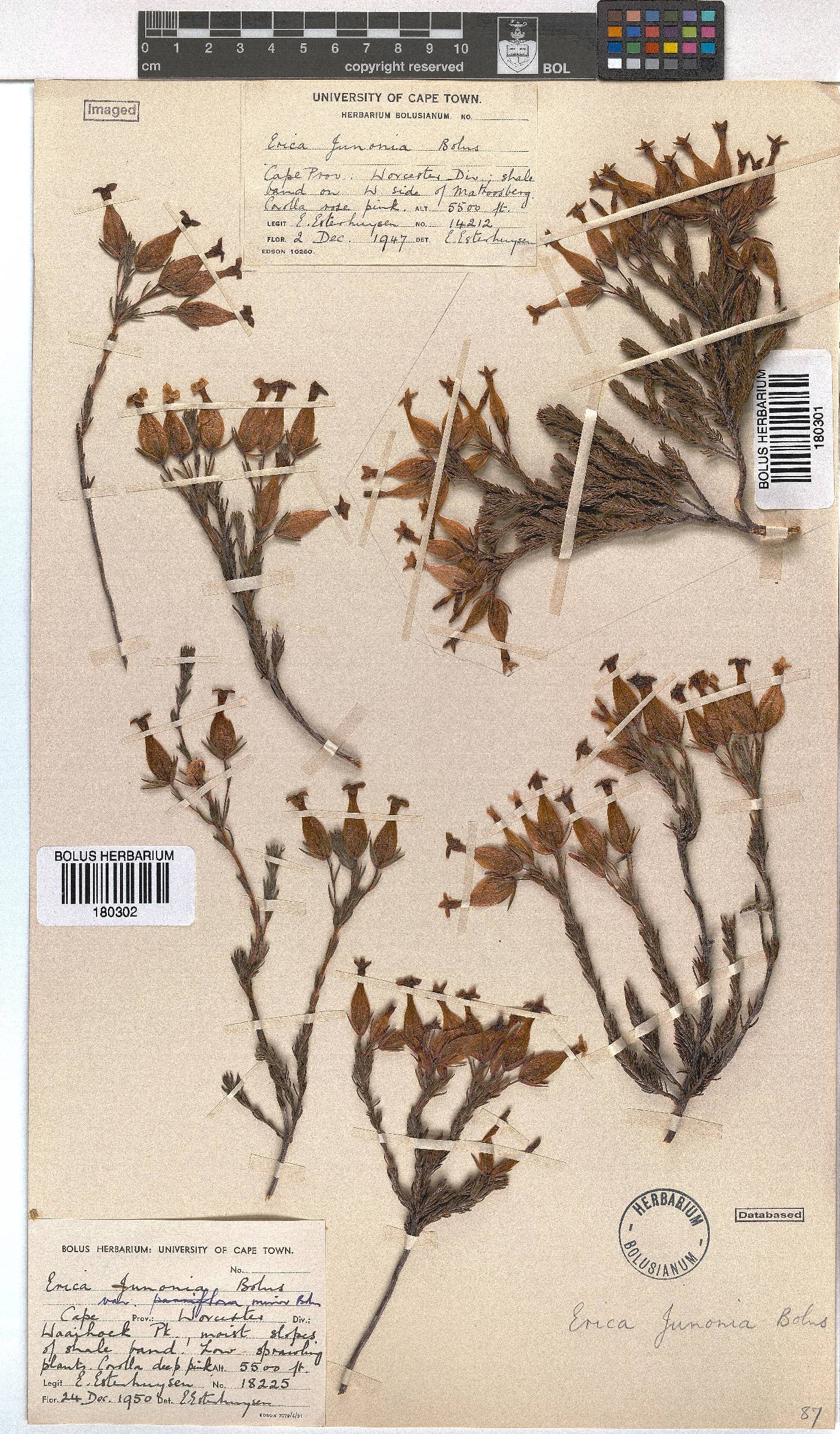 Erica junonia var. minor image