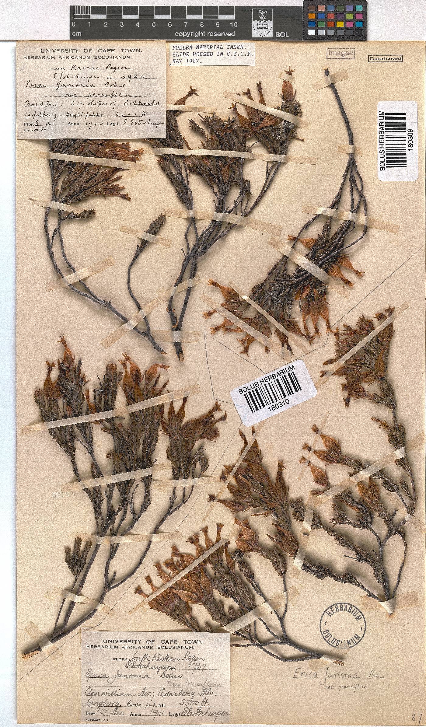 Erica junonia var. minor image