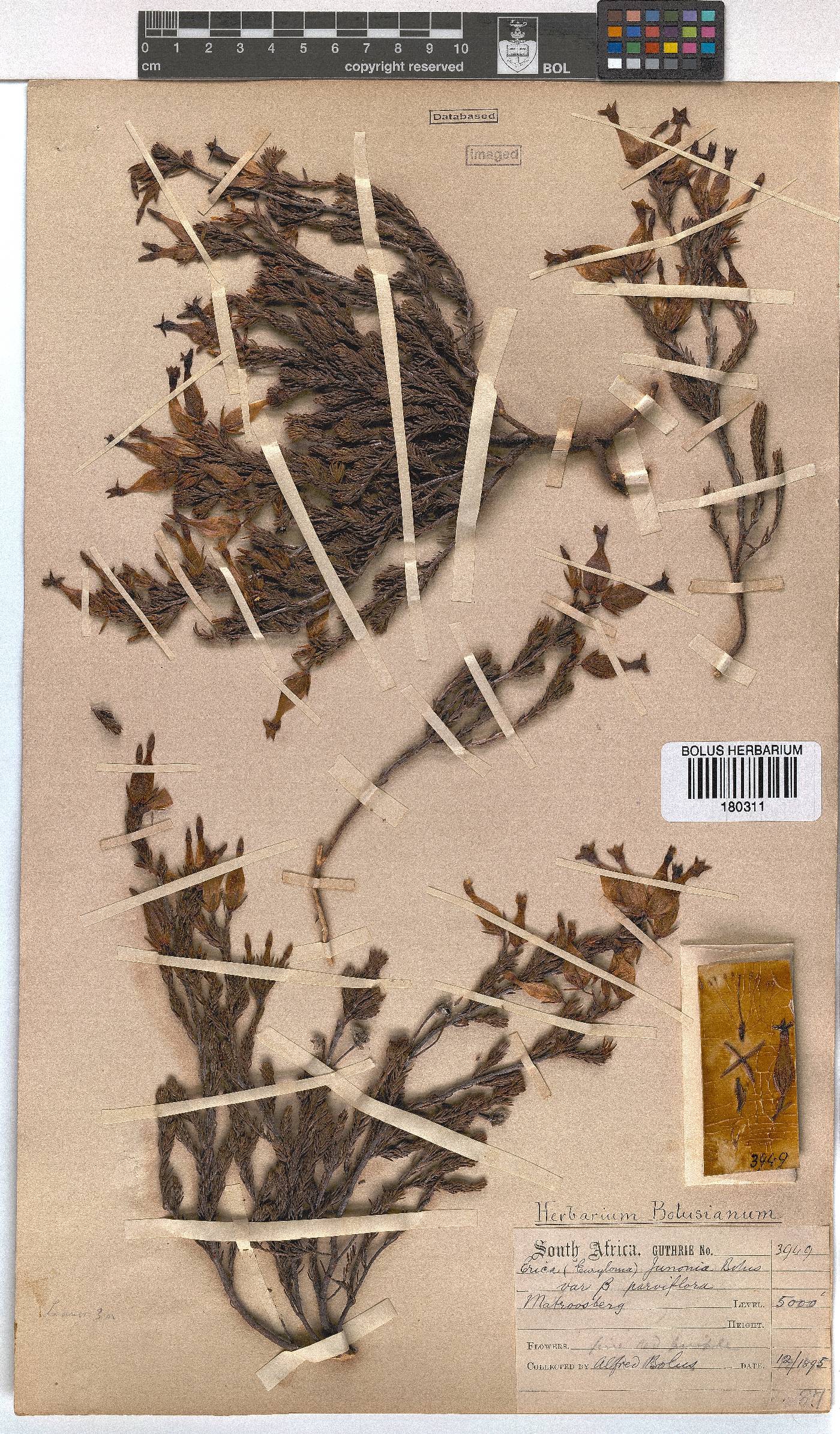 Erica junonia var. minor image