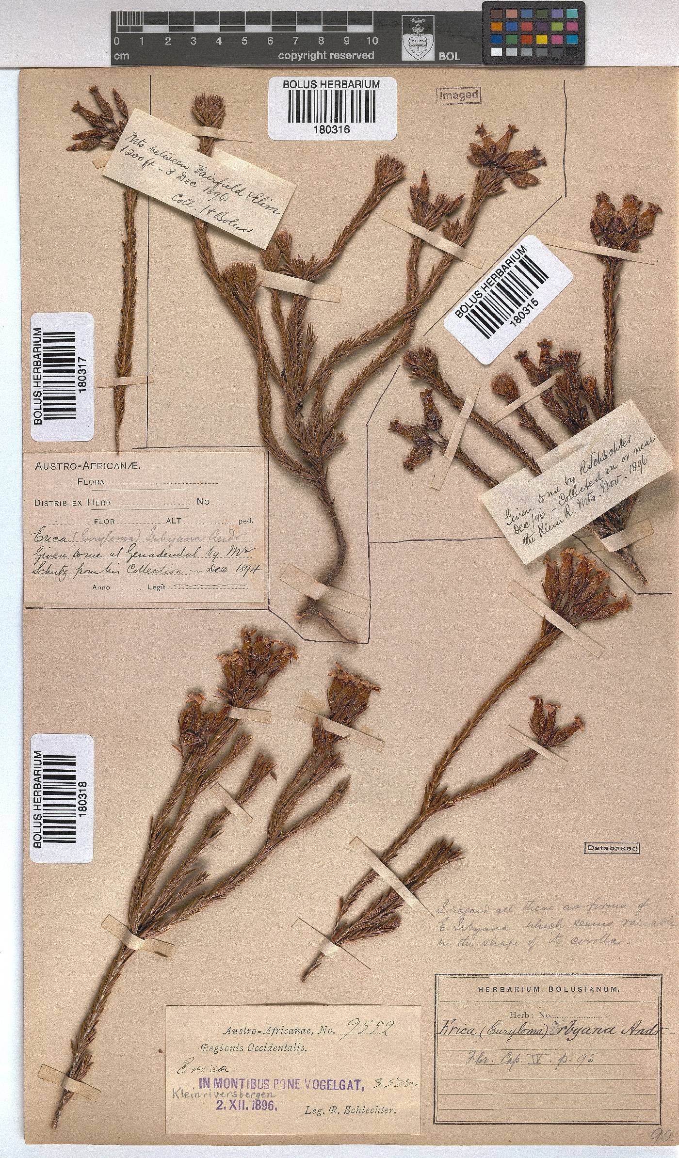 Erica irbyana image