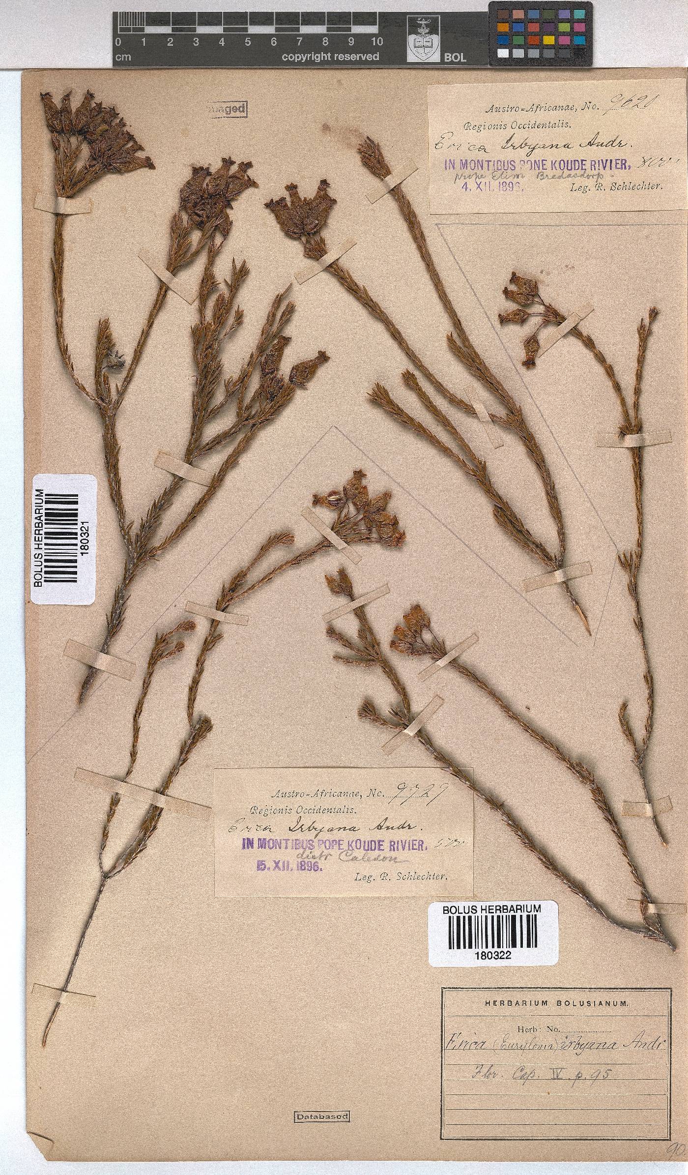 Erica irbyana image