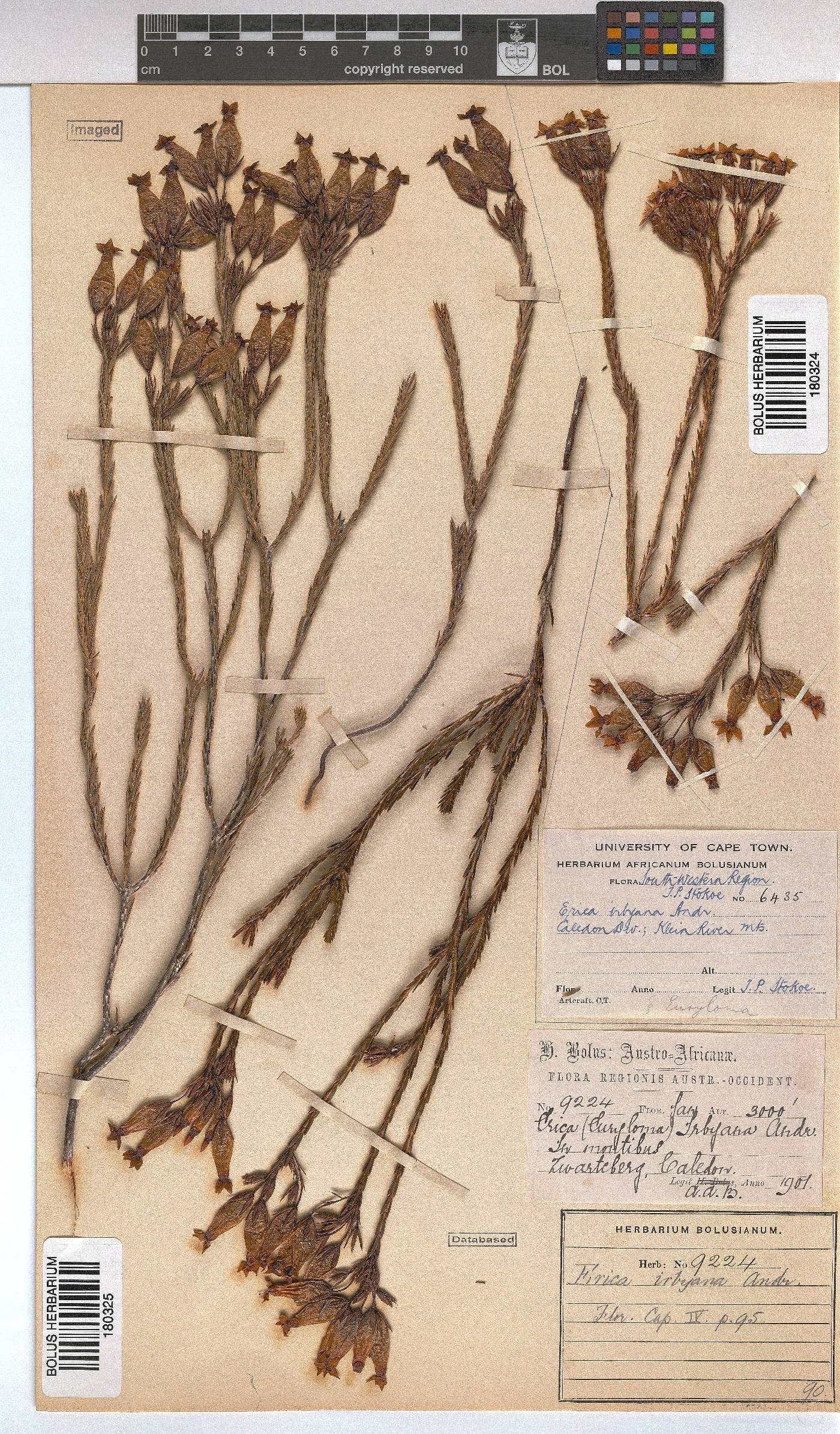 Erica irbyana image