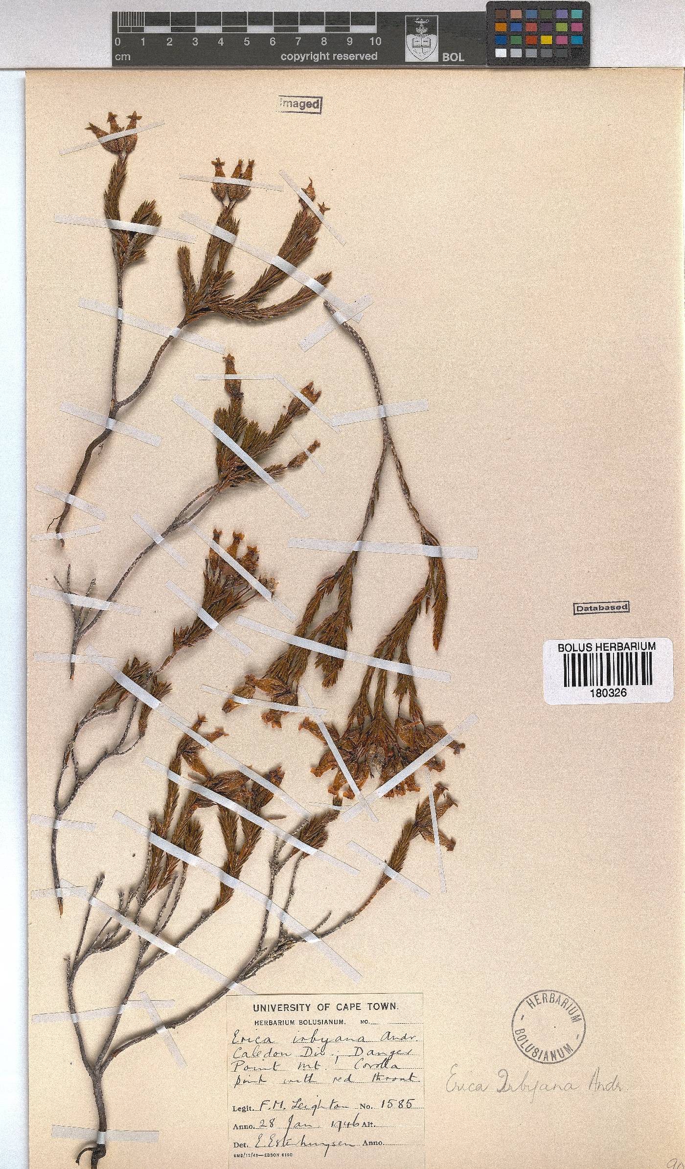 Erica irbyana image