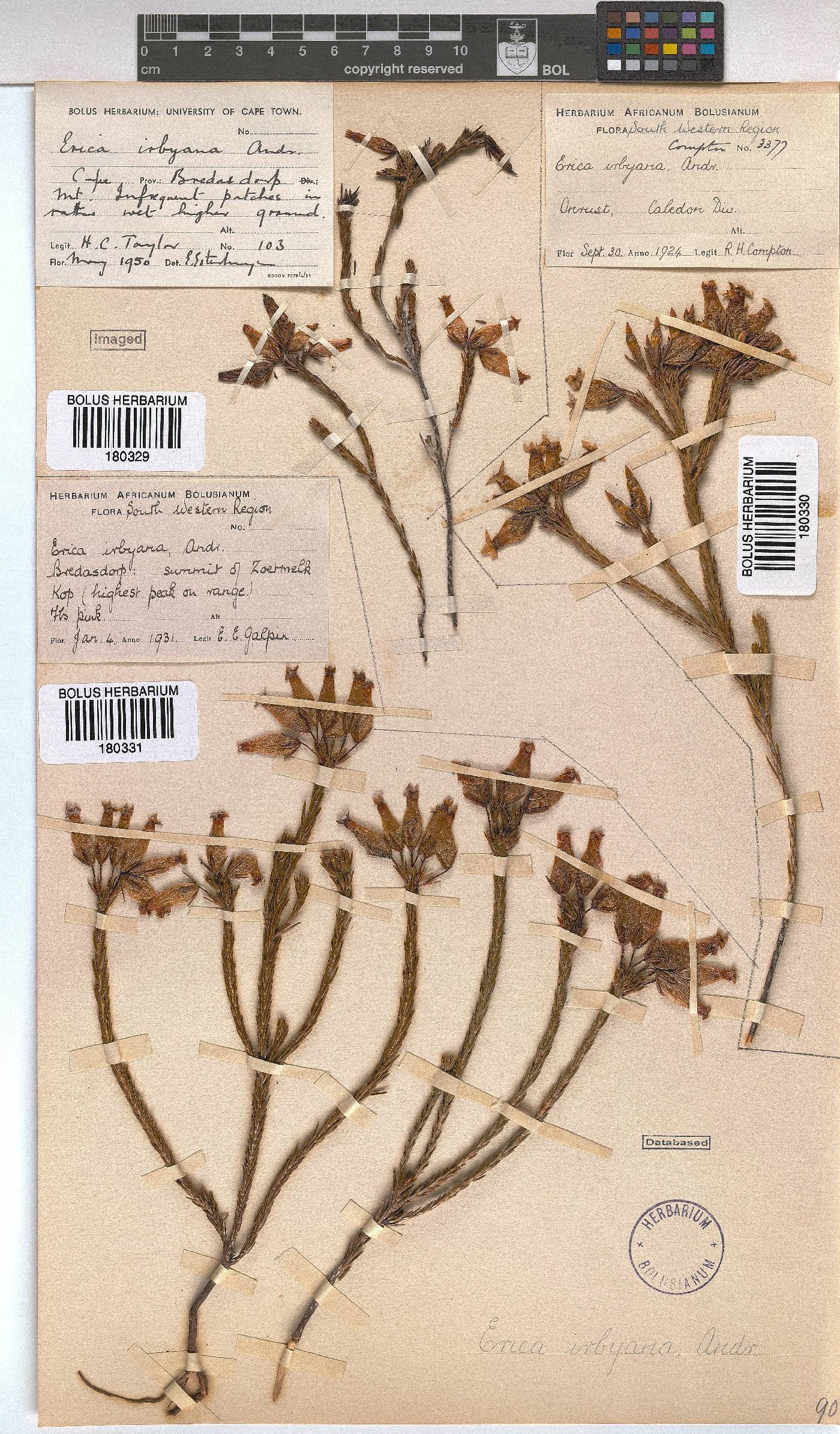 Erica irbyana image