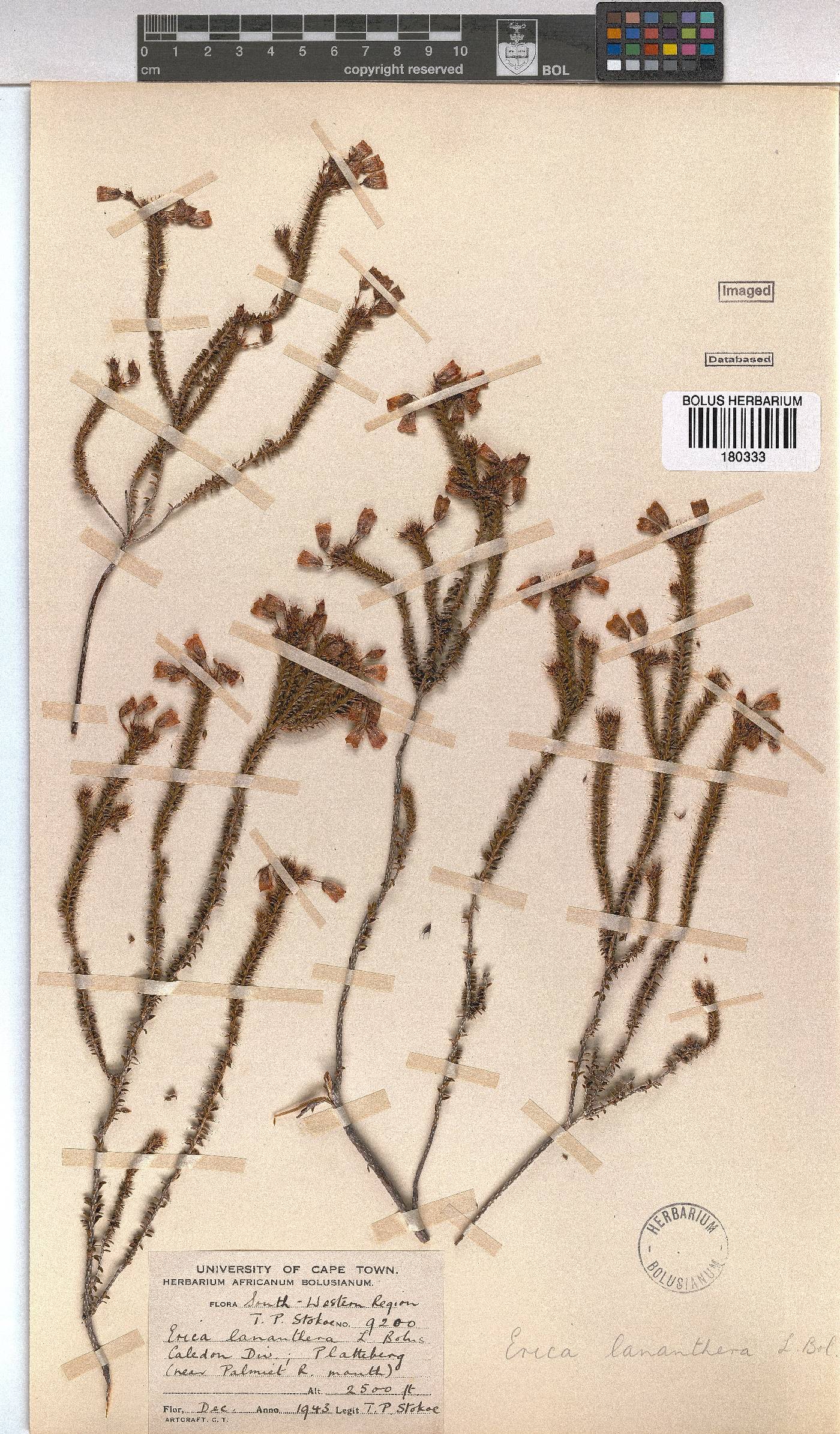 Erica lananthera image
