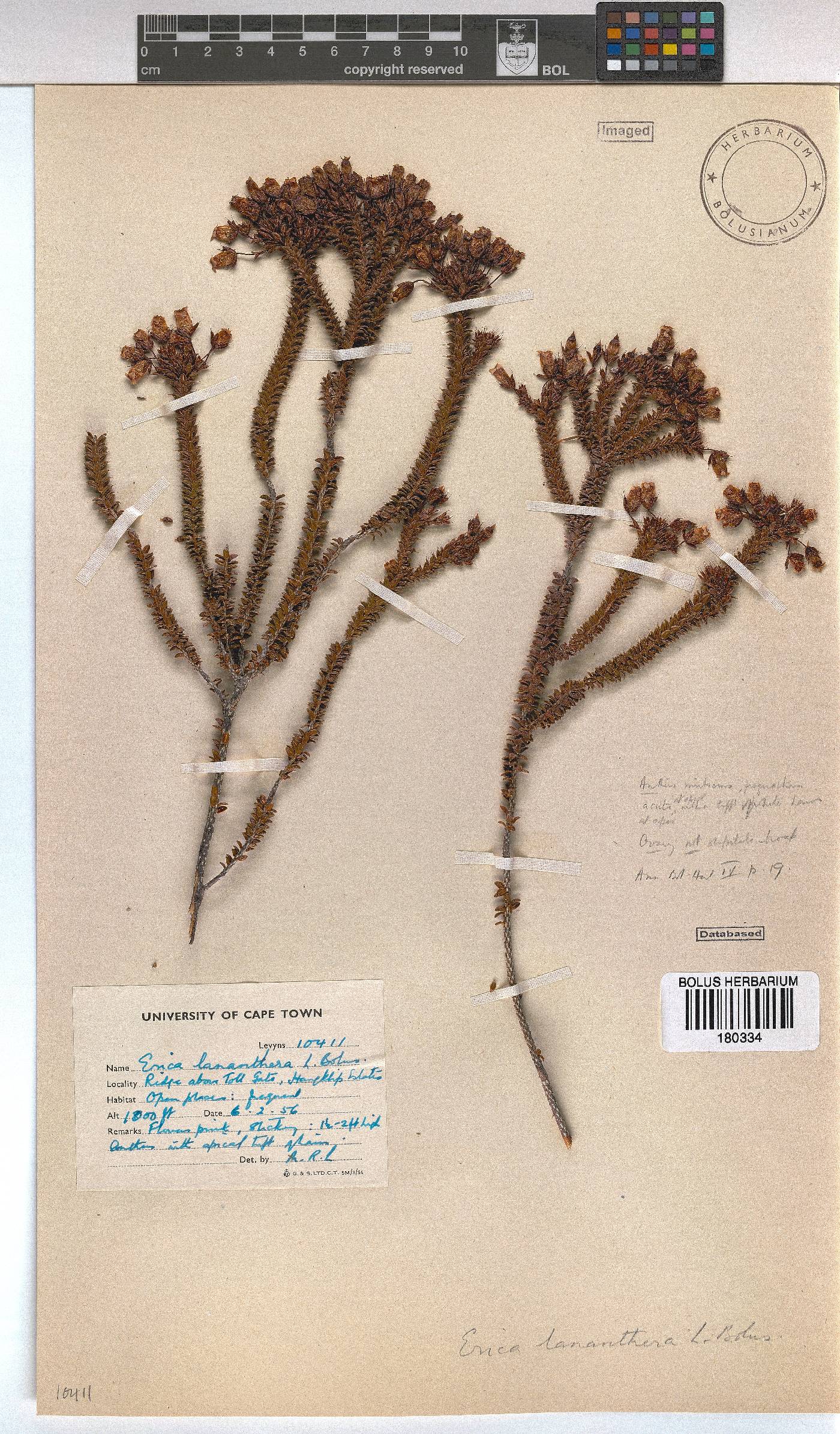 Erica lananthera image