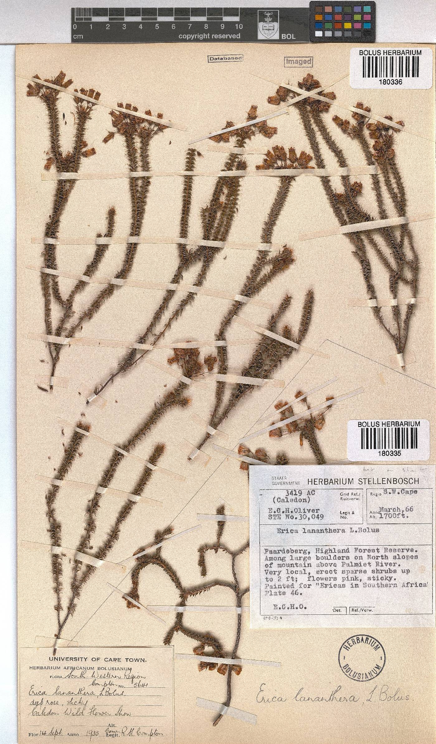 Erica lananthera image