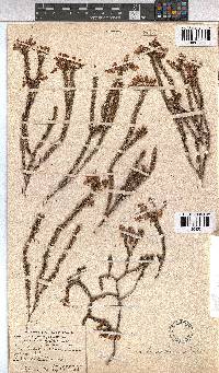 Erica lananthera image