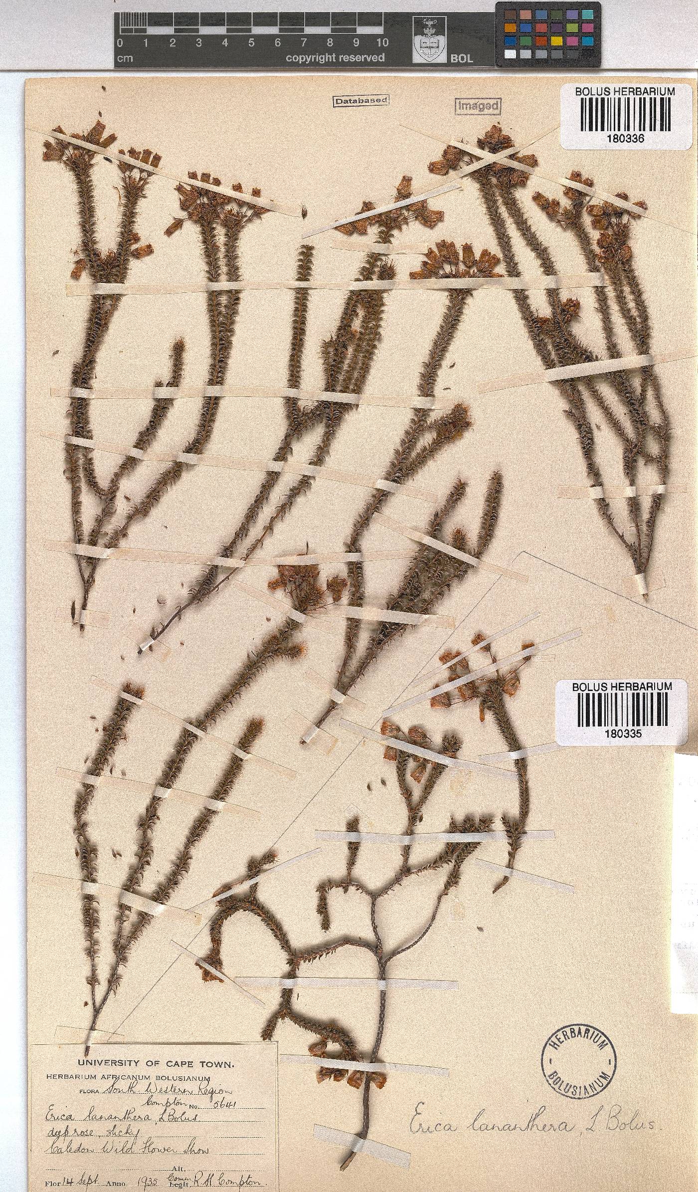 Erica lananthera image