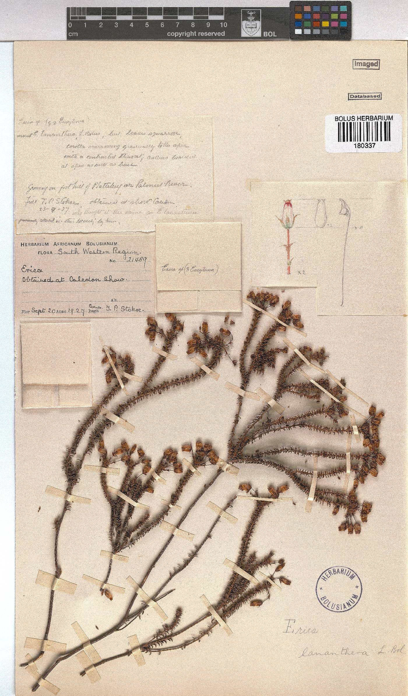 Erica lananthera image