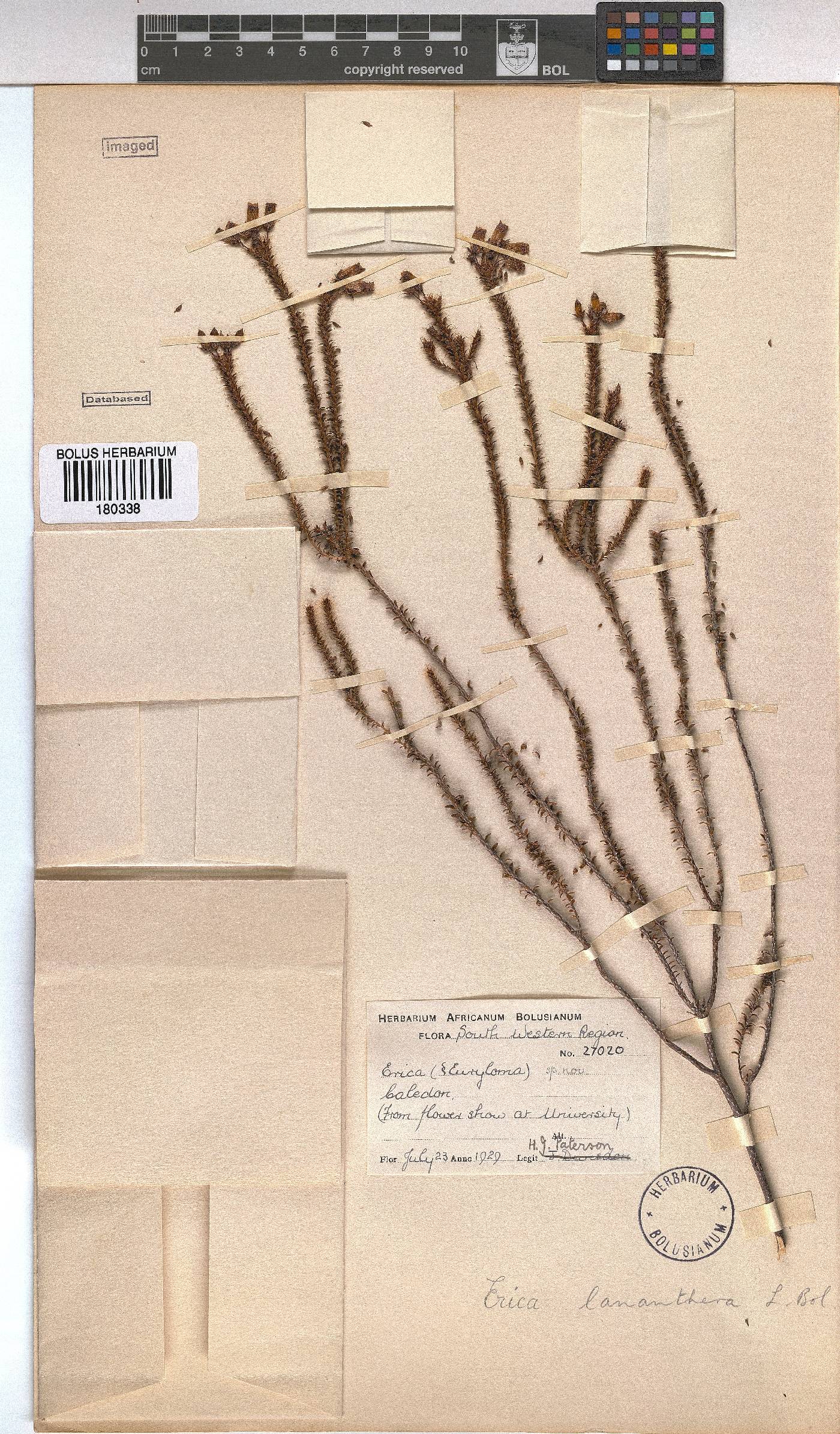 Erica lananthera image