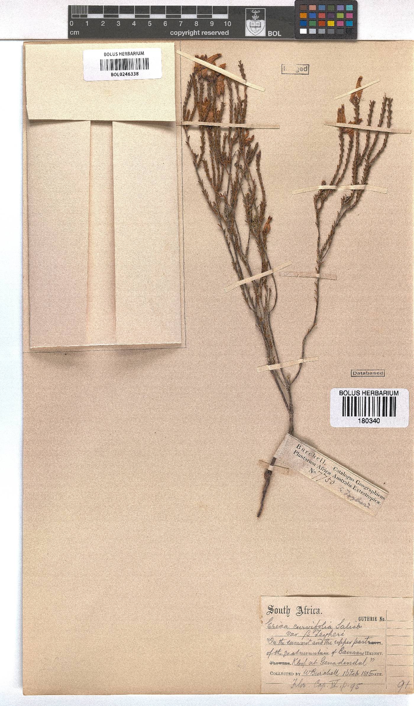 Erica curvifolia image