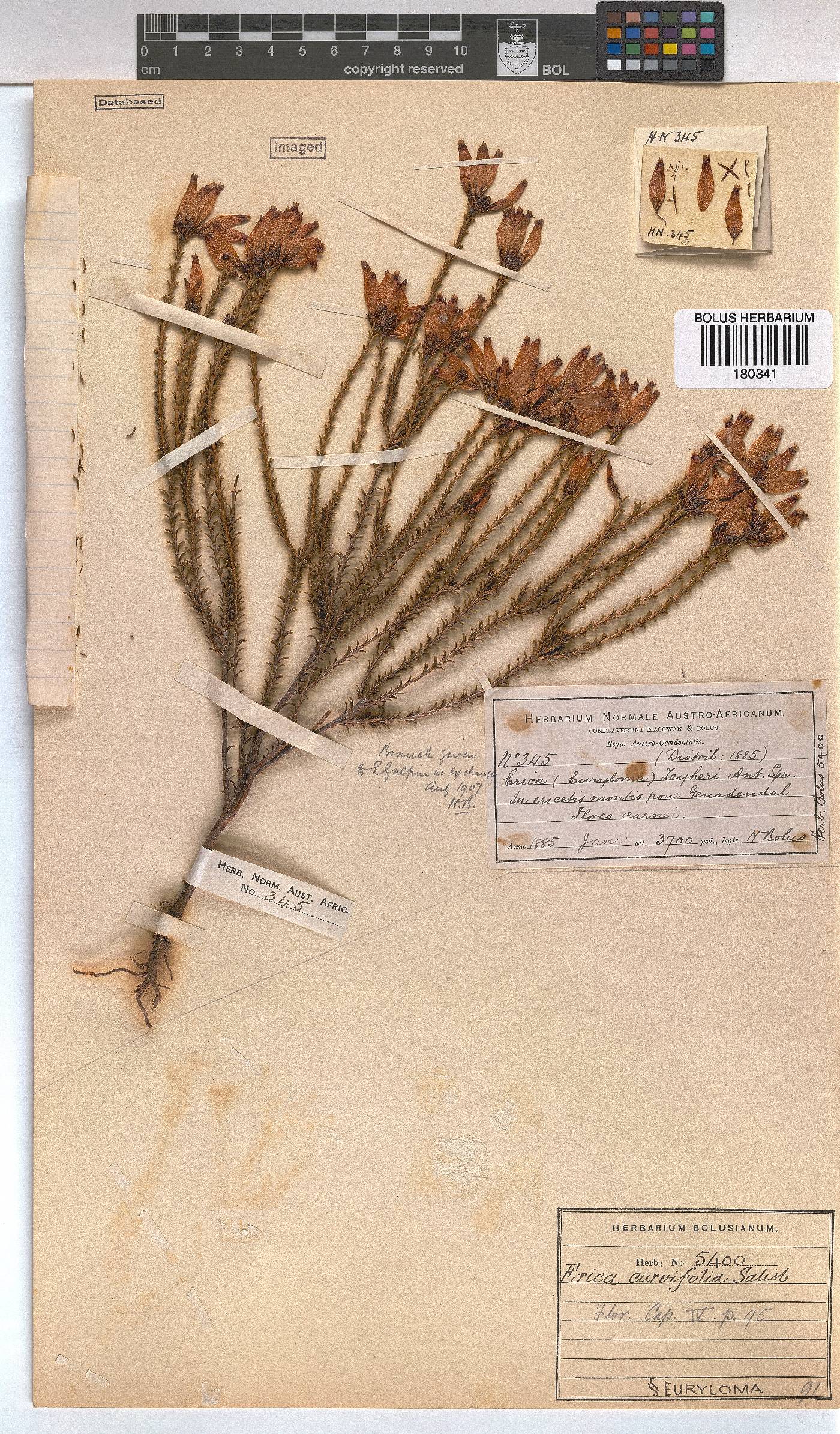 Erica curvifolia var. zeyheri image