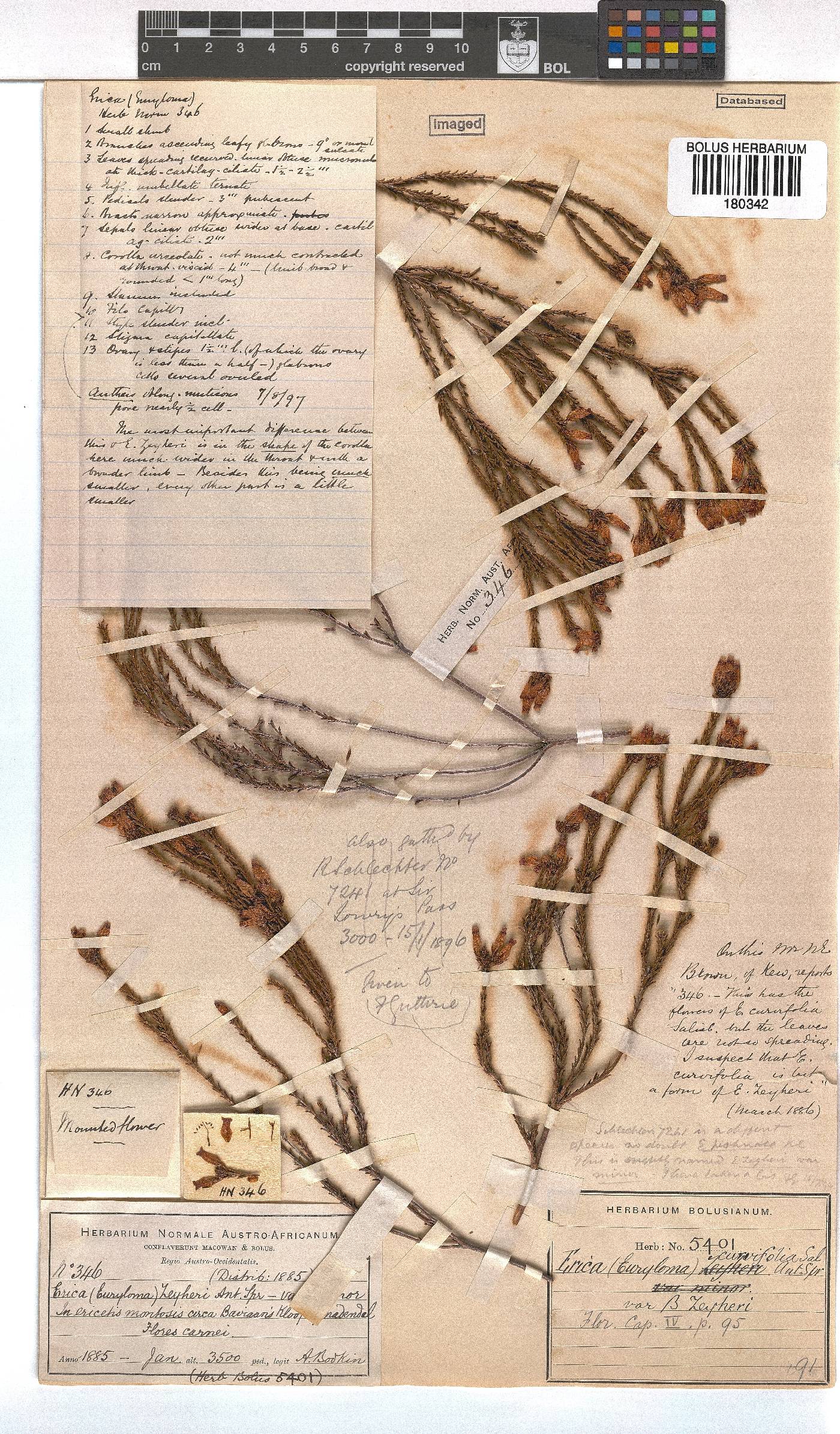 Erica curvifolia image