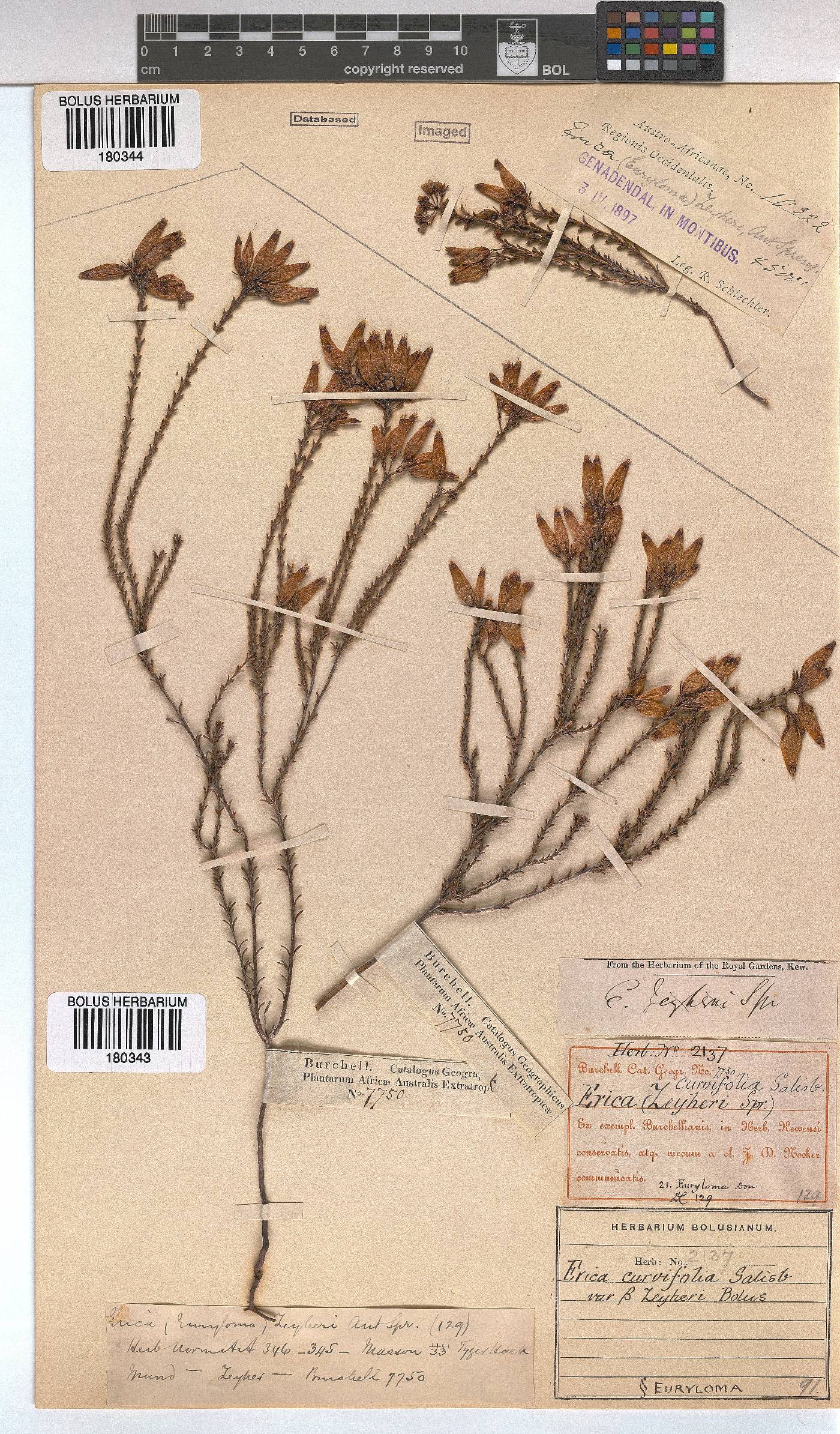 Erica curvifolia image