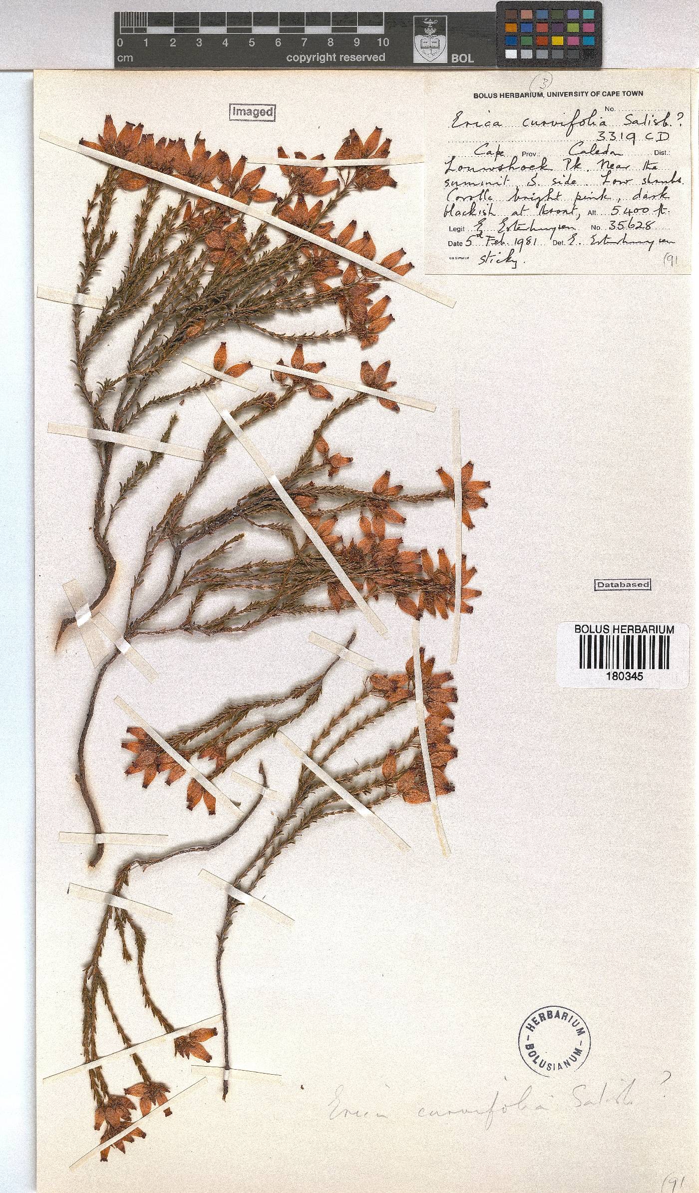 Erica curvifolia image