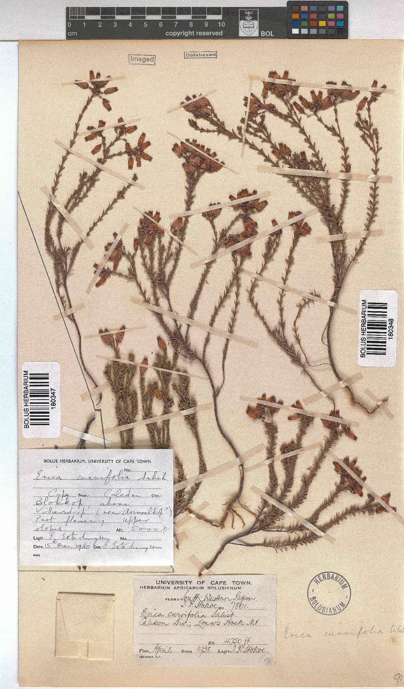 Erica curvifolia image