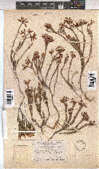 Erica curvifolia image