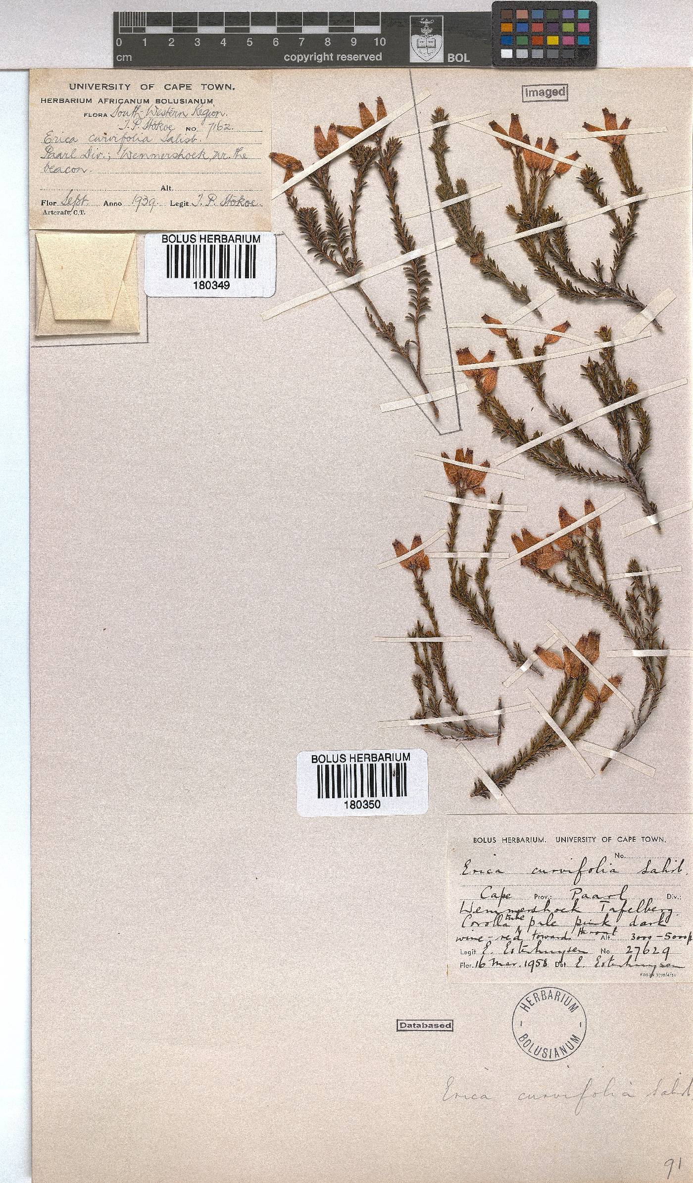 Erica curvifolia image