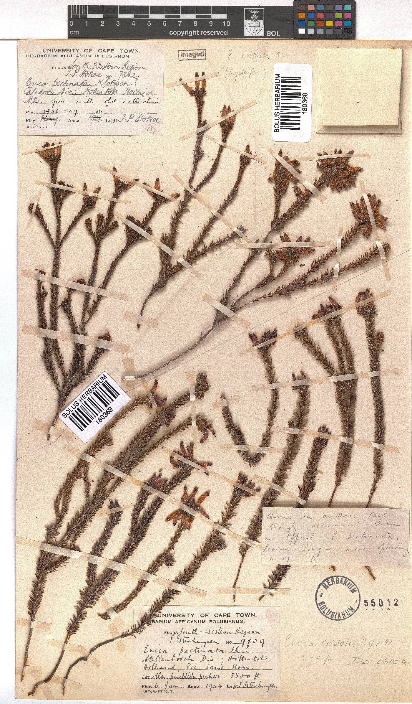 Erica cristata image