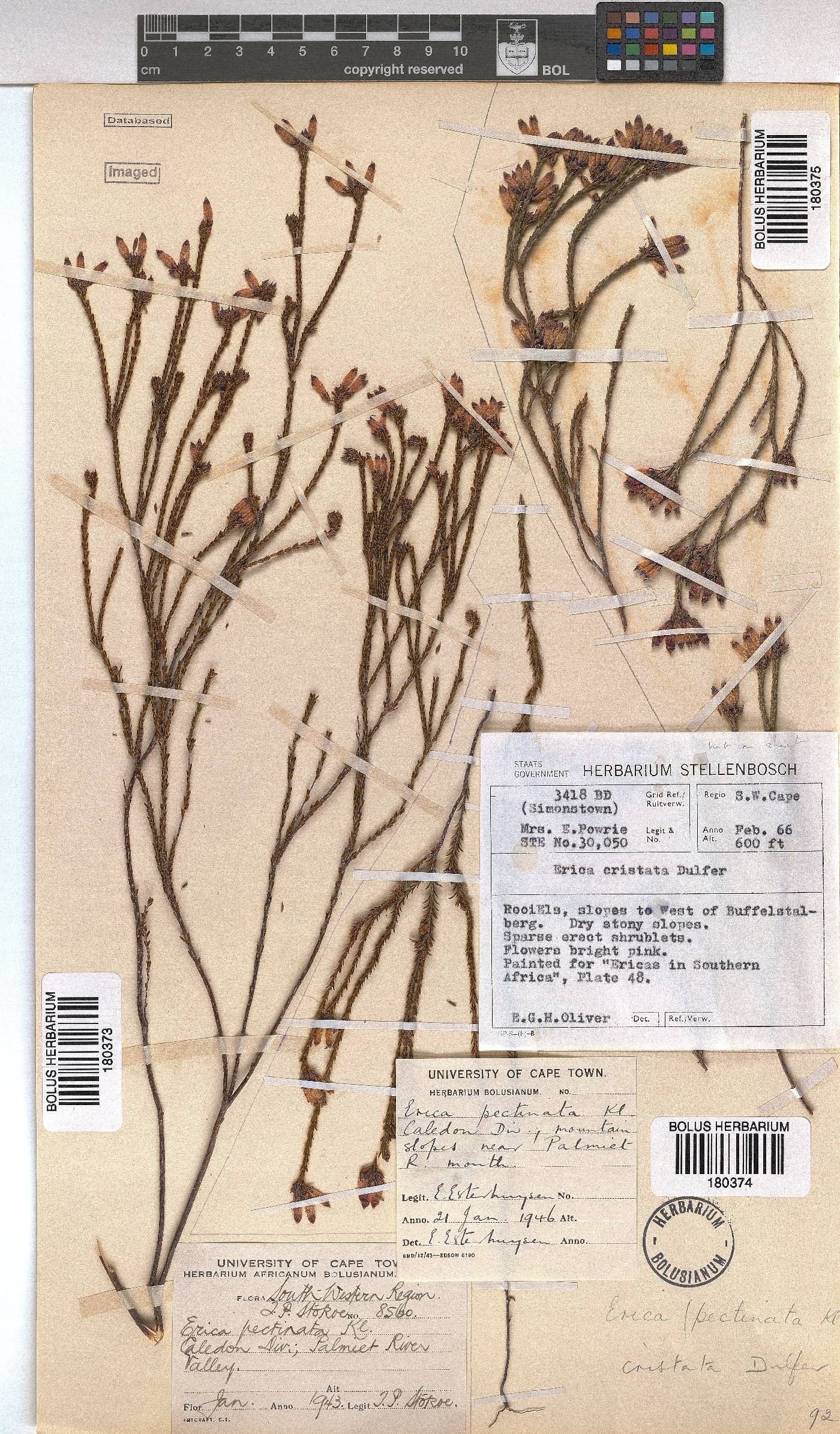 Erica cristata image
