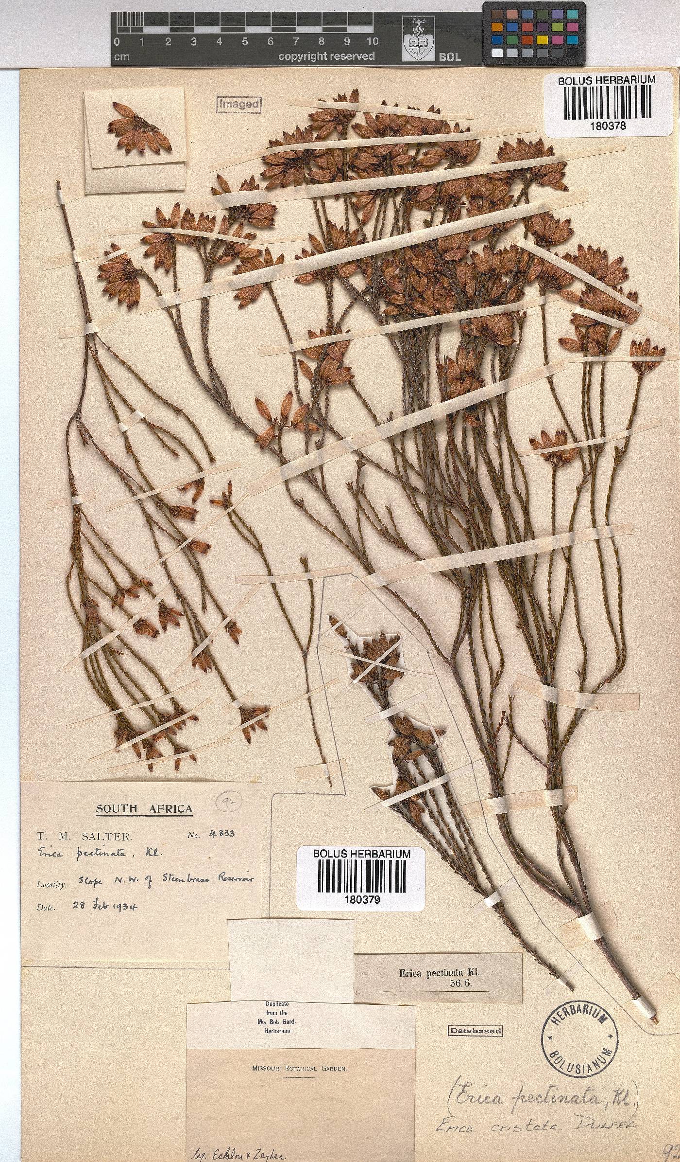 Erica cristata image