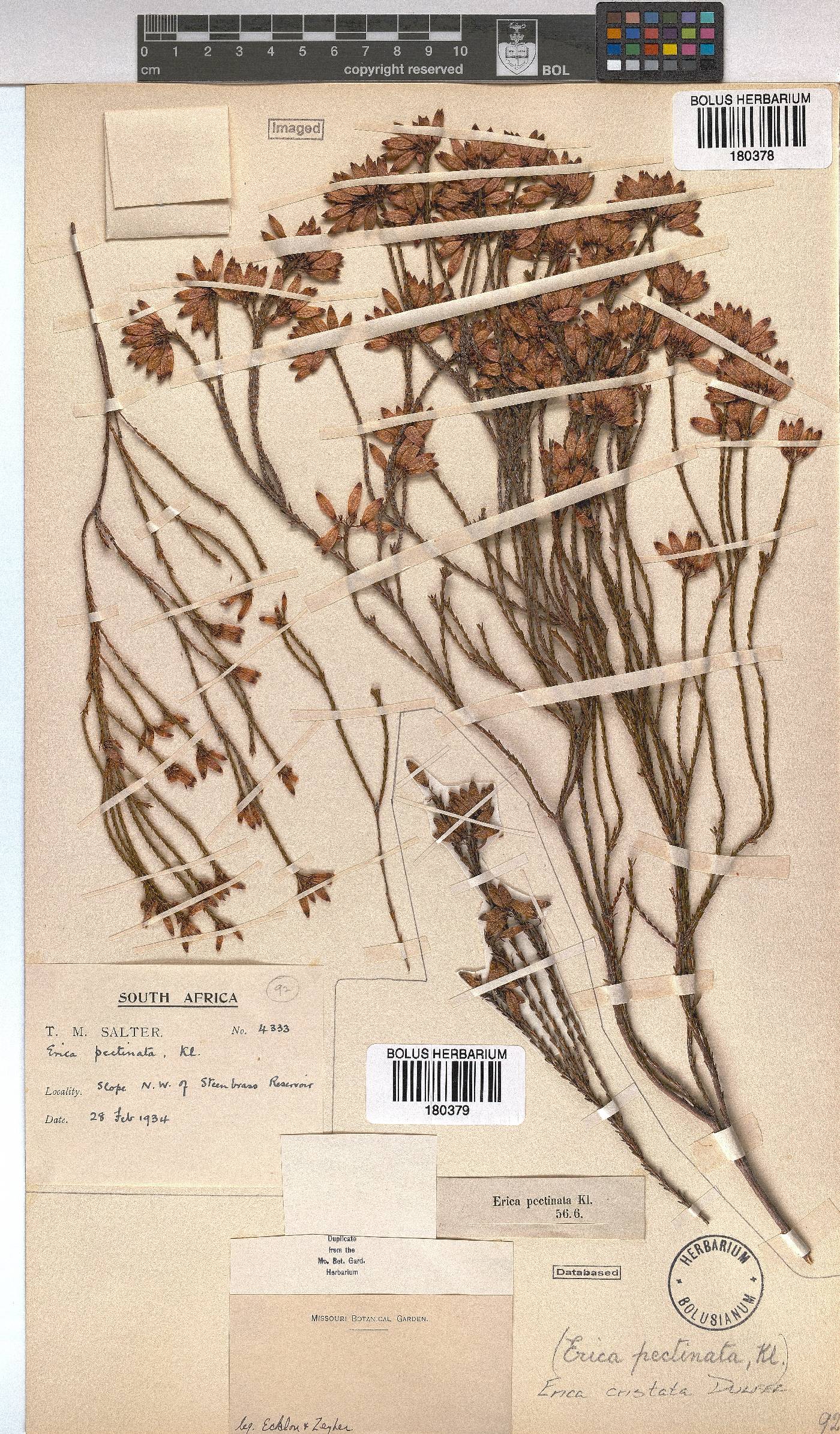 Erica cristata image